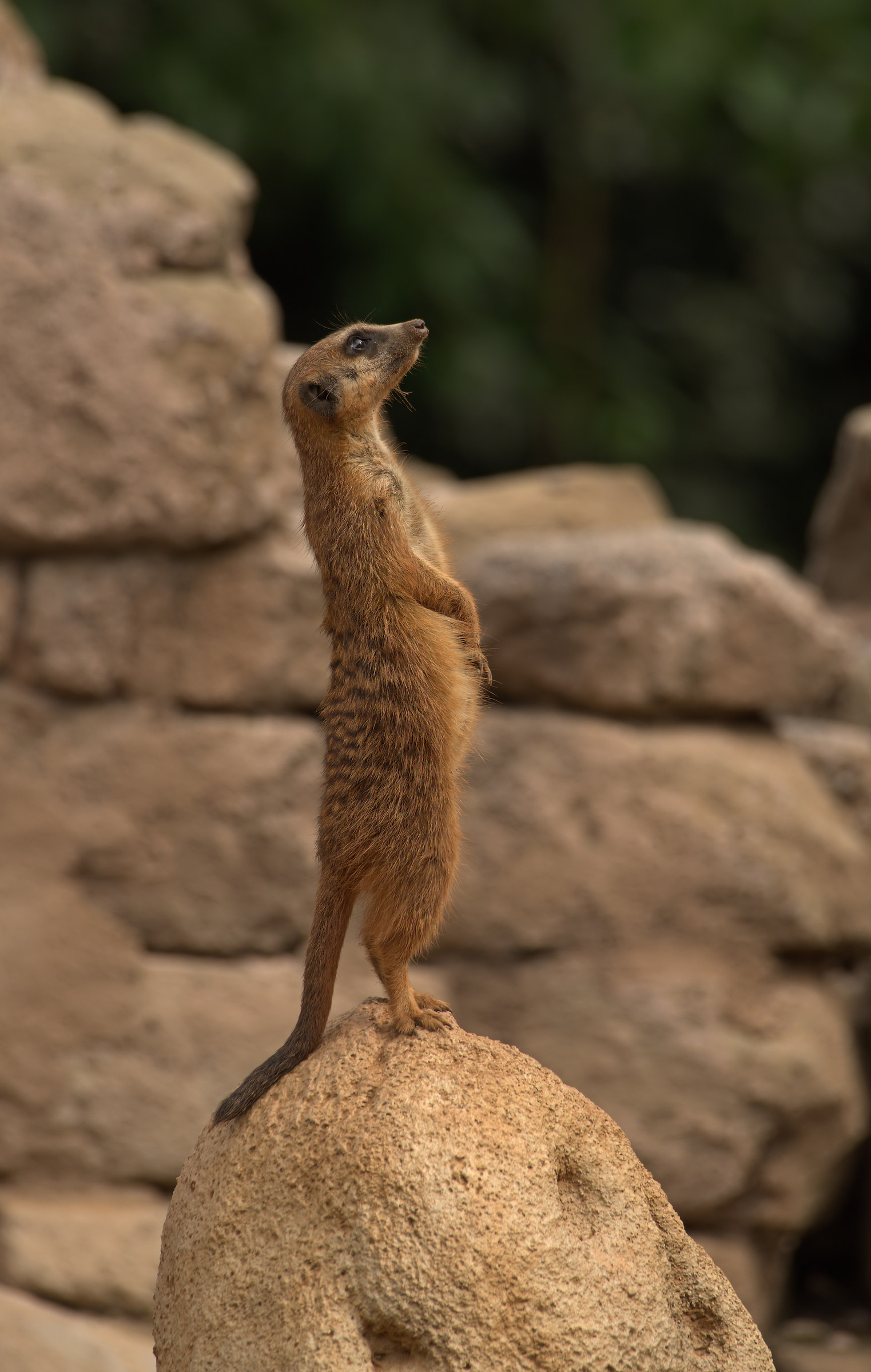 Meerkat
