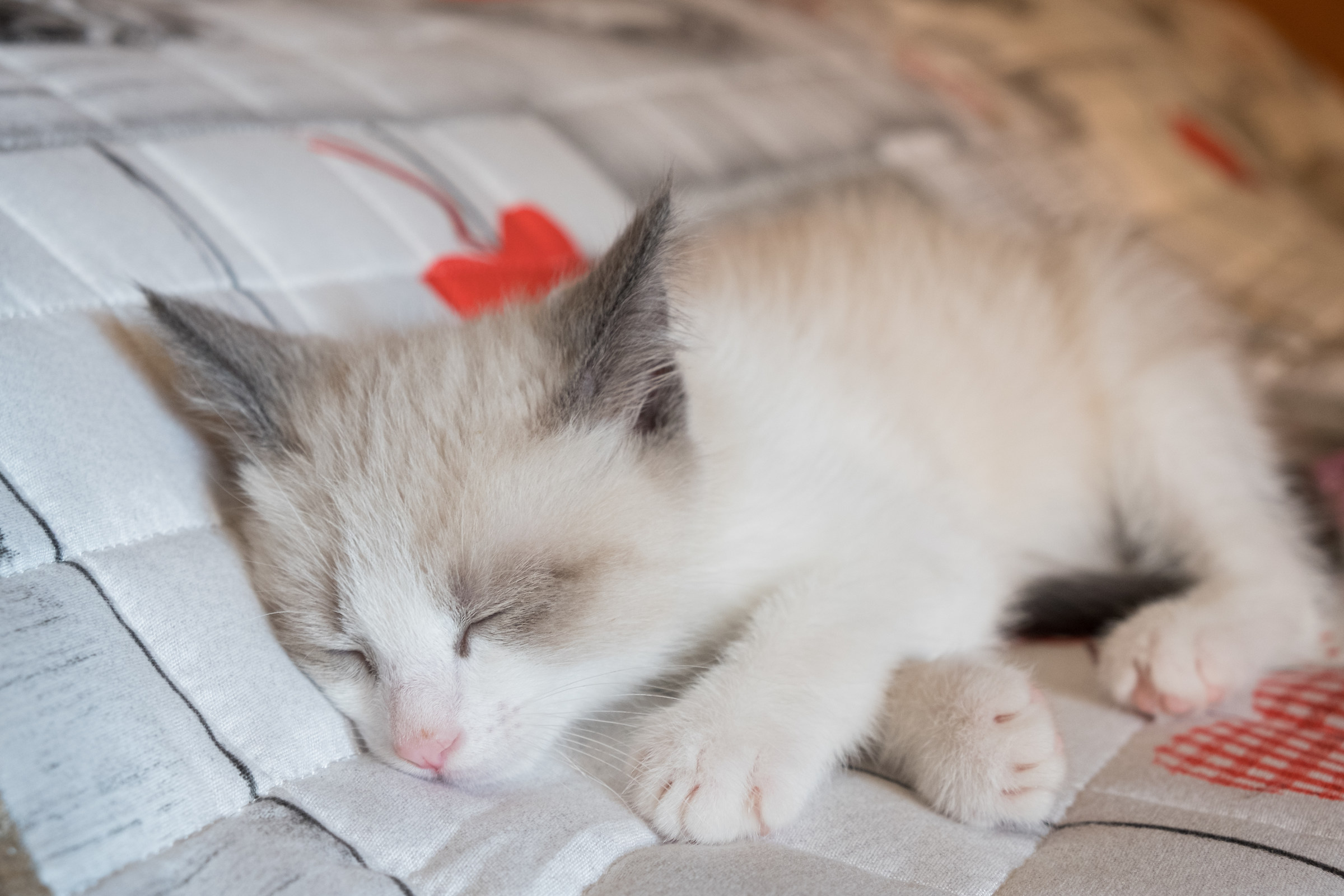 Ariel in the World of Dreams