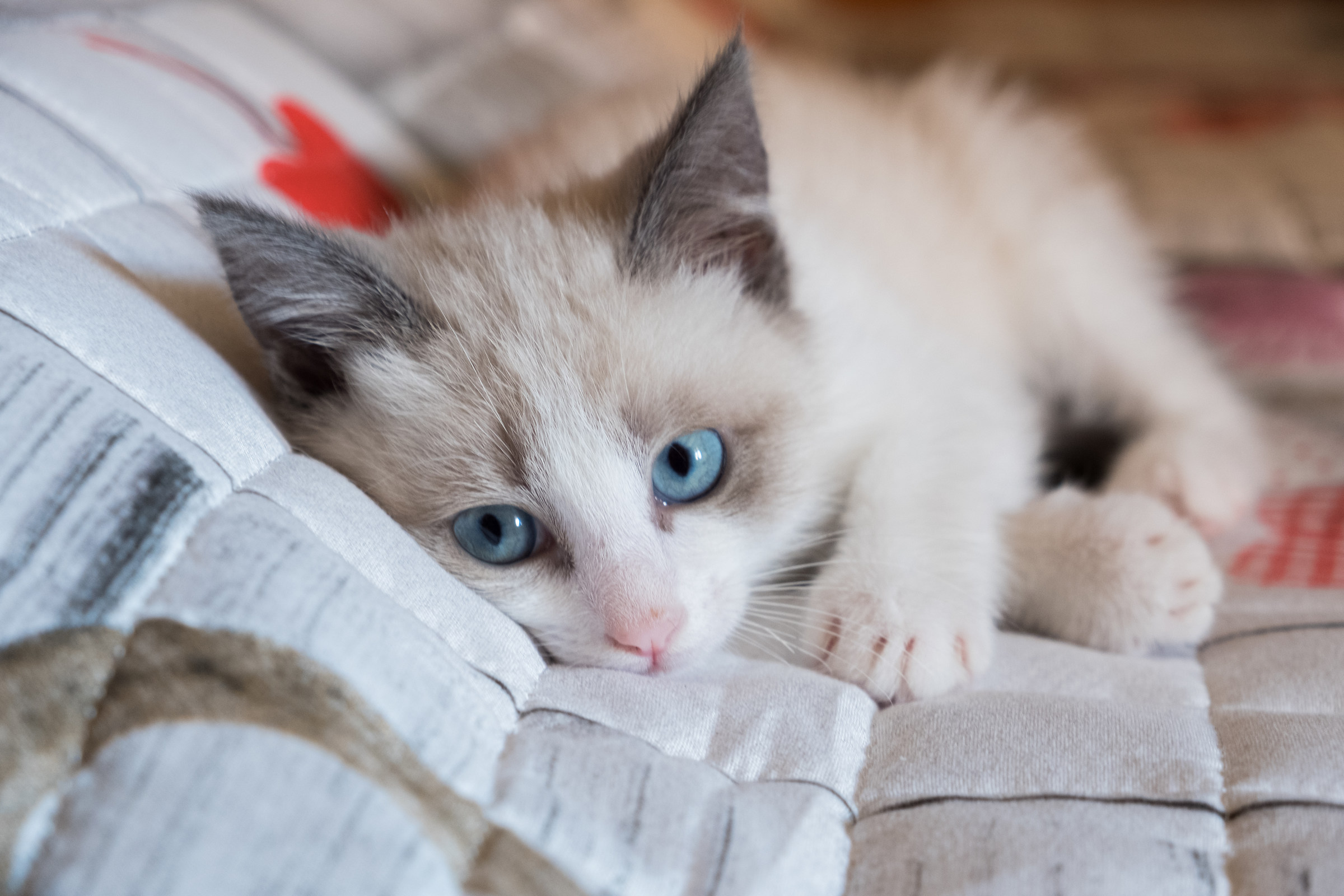 A little blue-eyed plague, Ariel