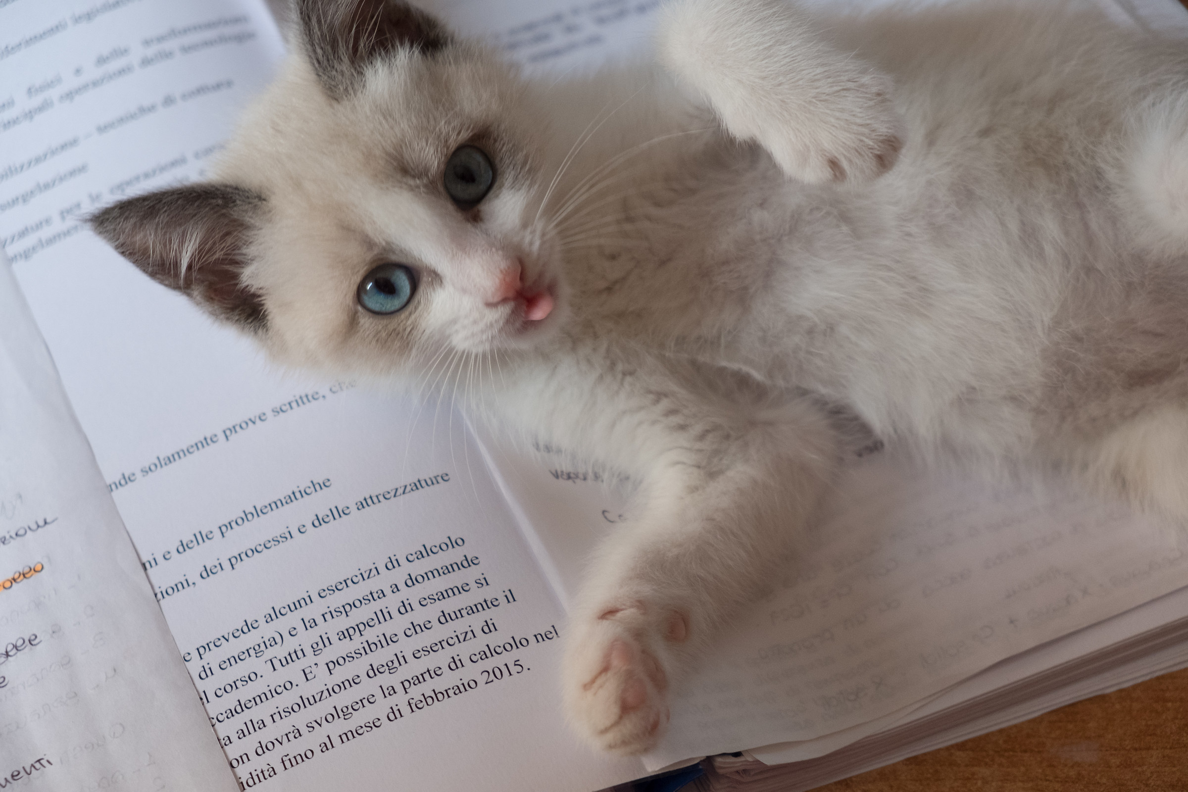 "I Won't Let you study"