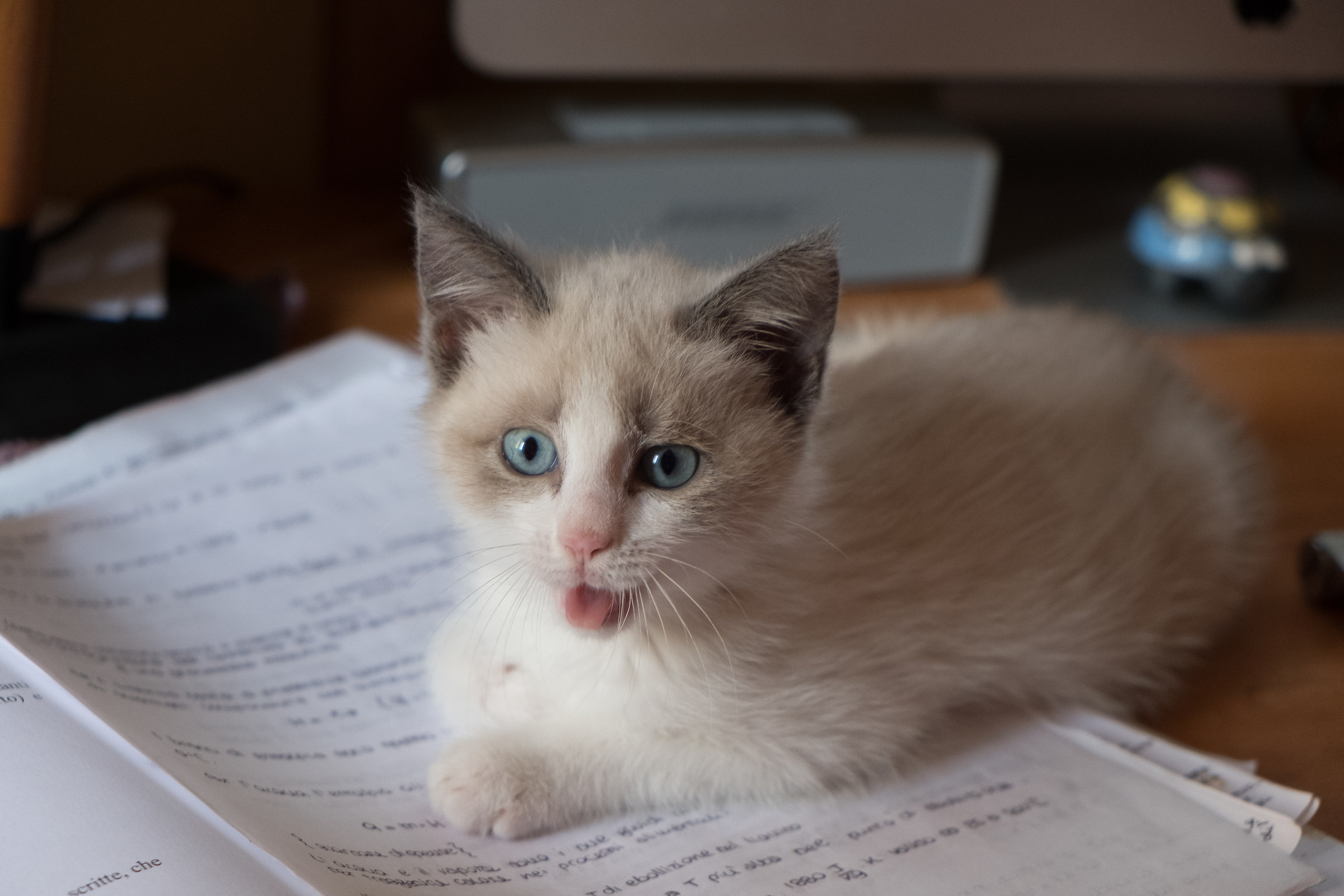 Blue and tongue eyes