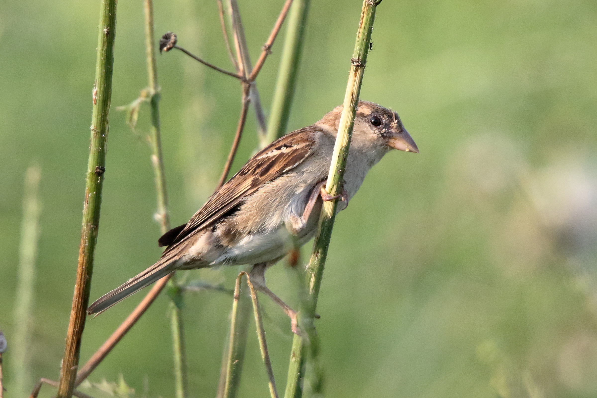 I hide behind the twig