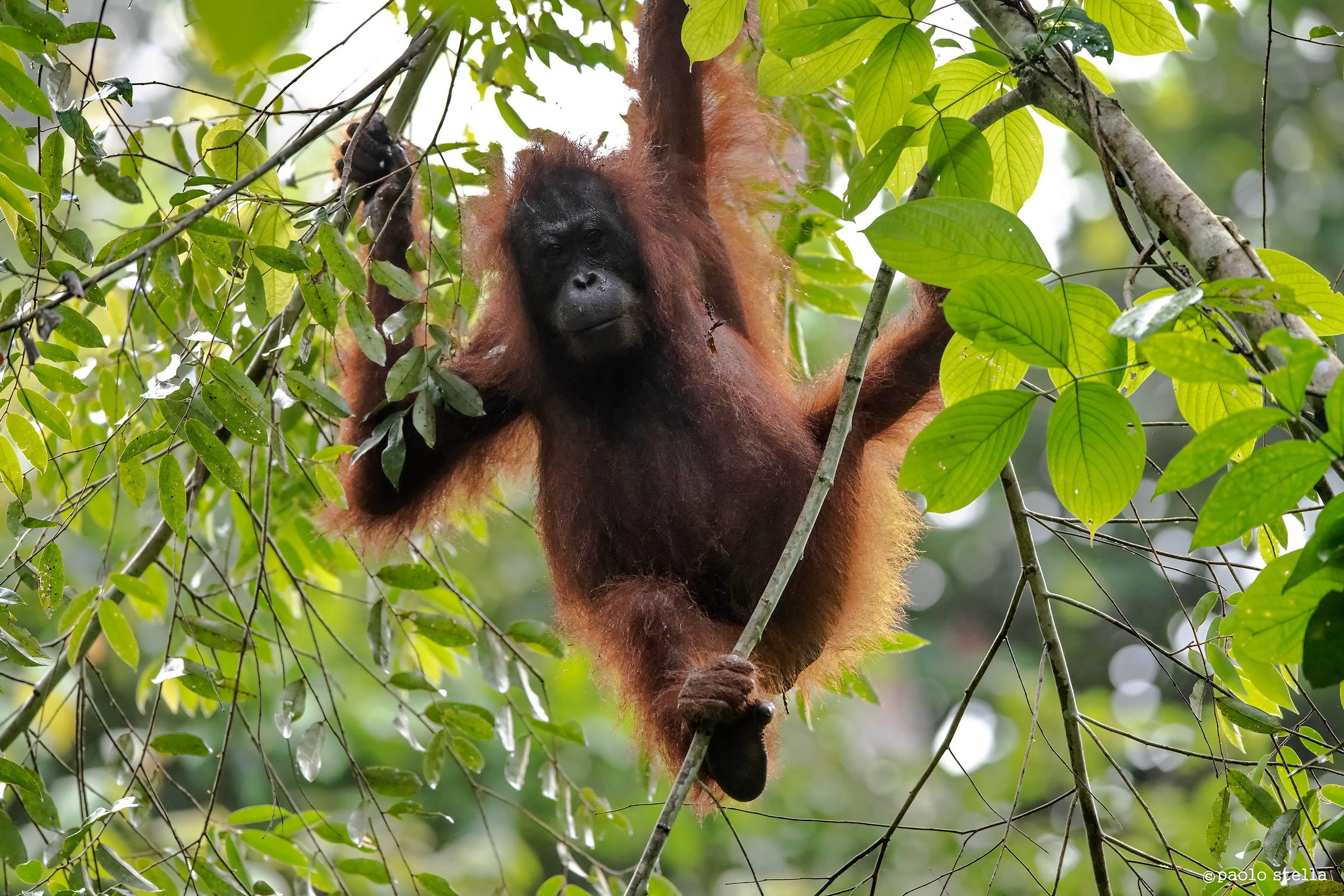 Femmina Orangutan tra i rami