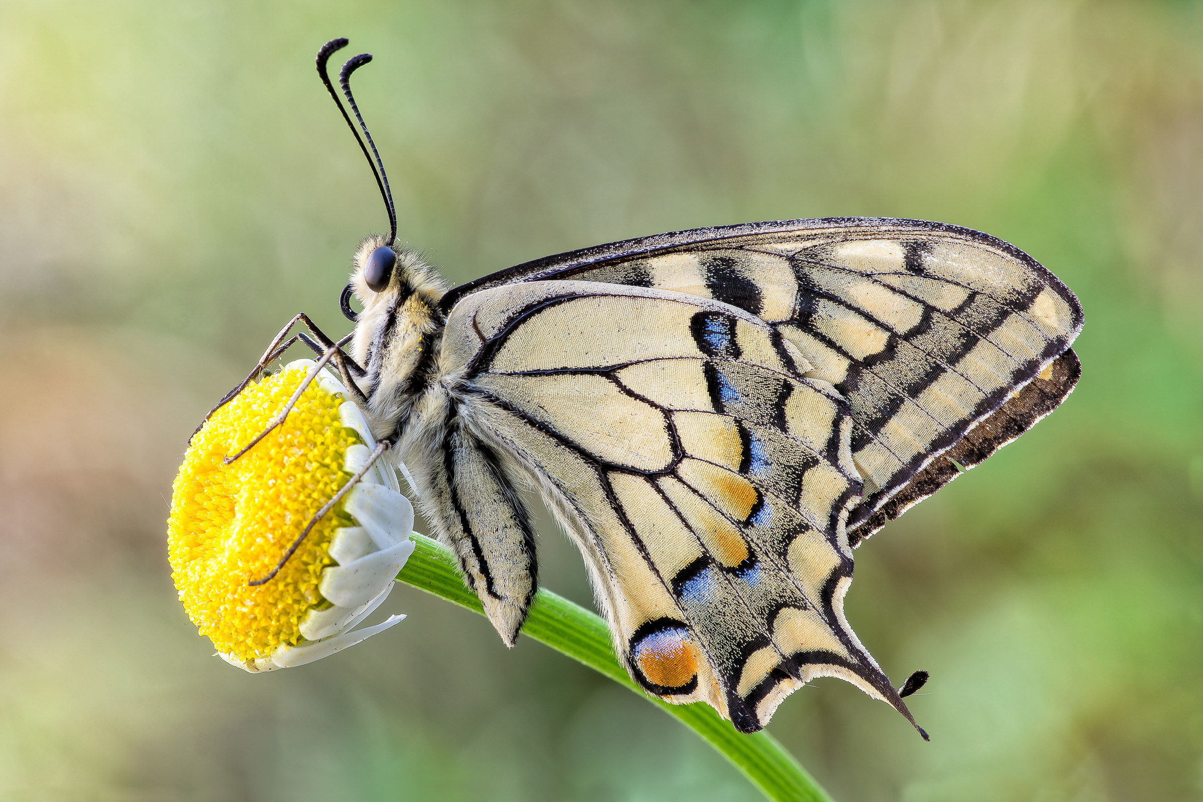 Papilio machaon (Linnaeus, 1758)
