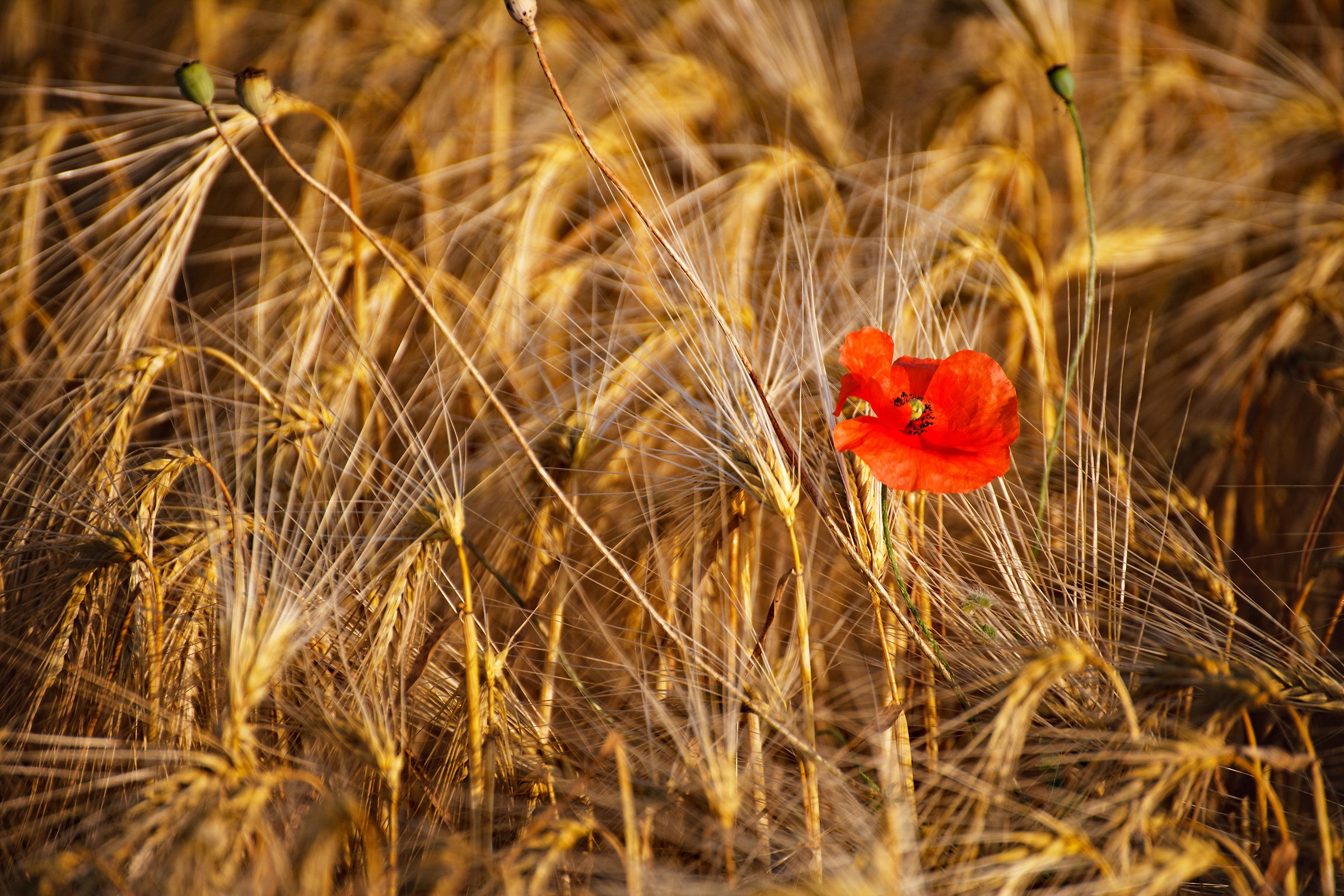 Papavero nel grano