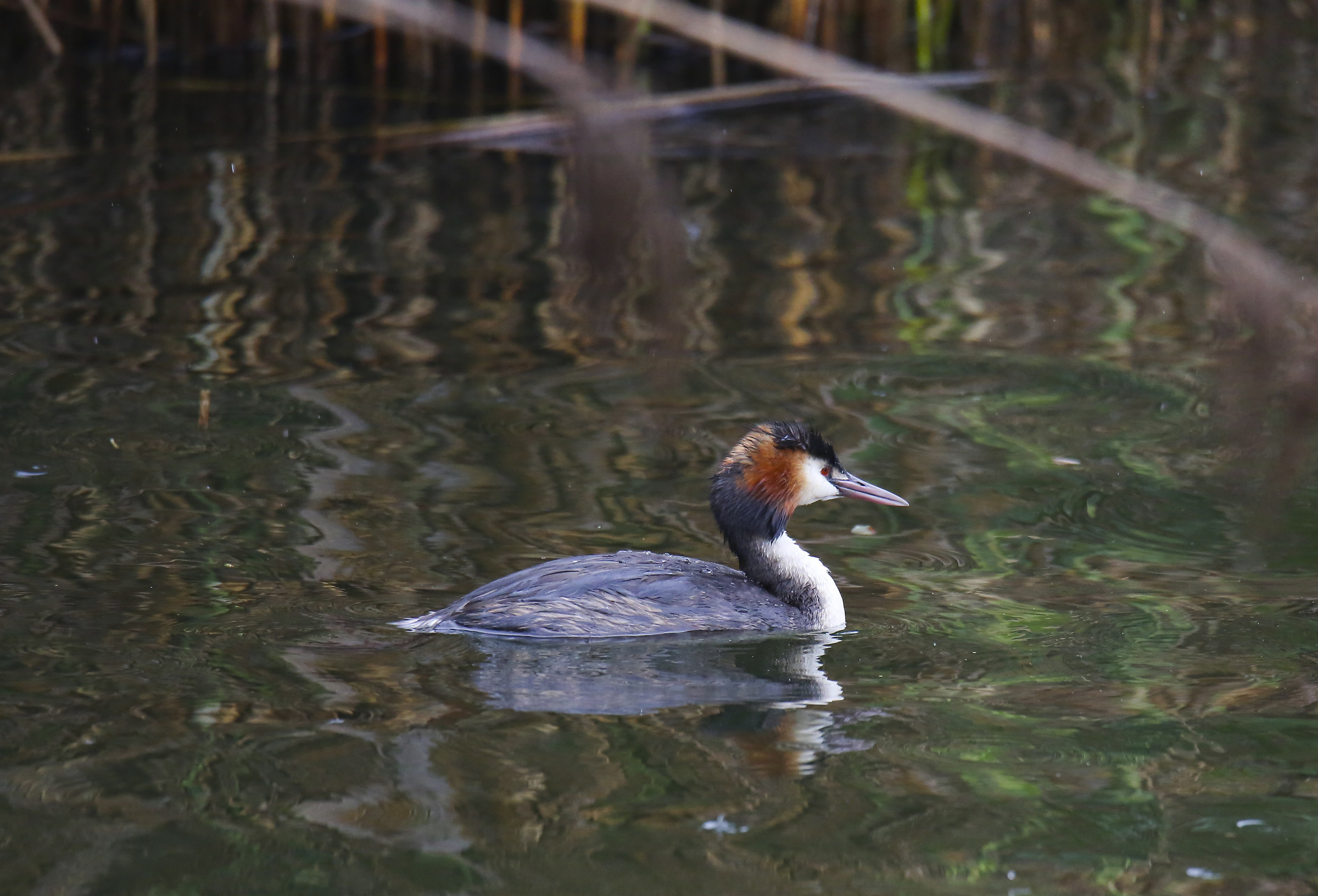 Grebe