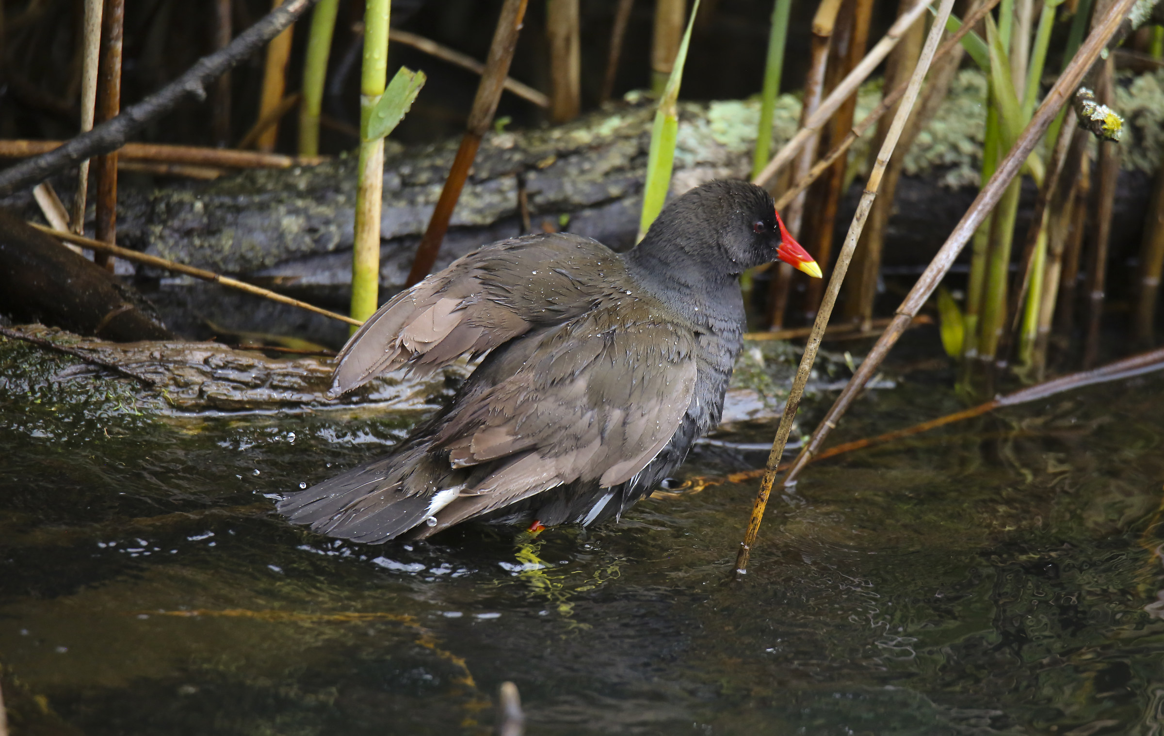 Water Hen