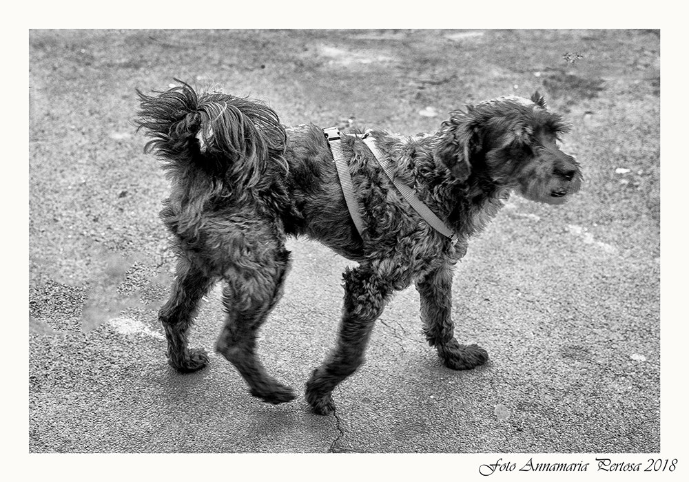 Vasco l'amico di Jskra