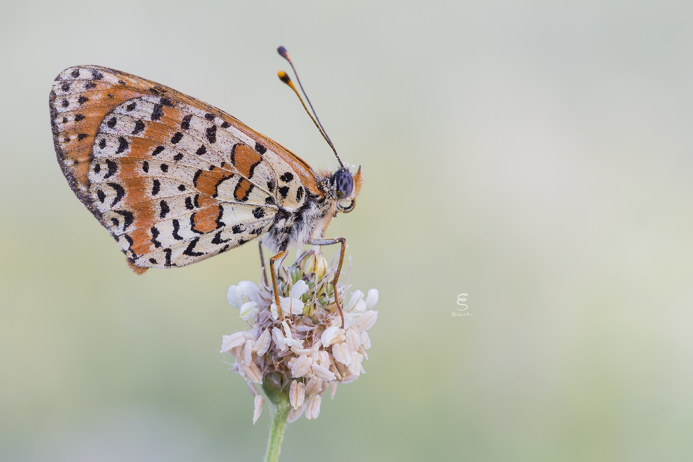 Fritillary Didyma