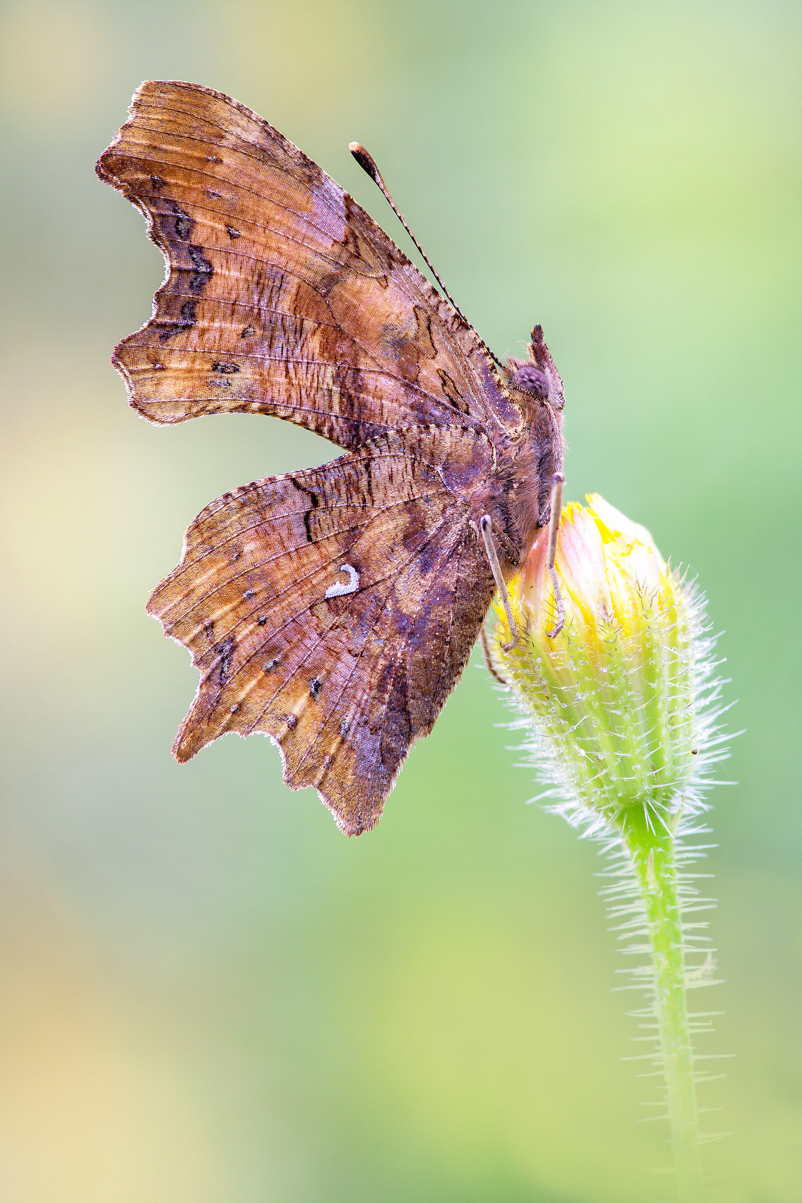 Polygonia c-album (Linnaeus, 1758)