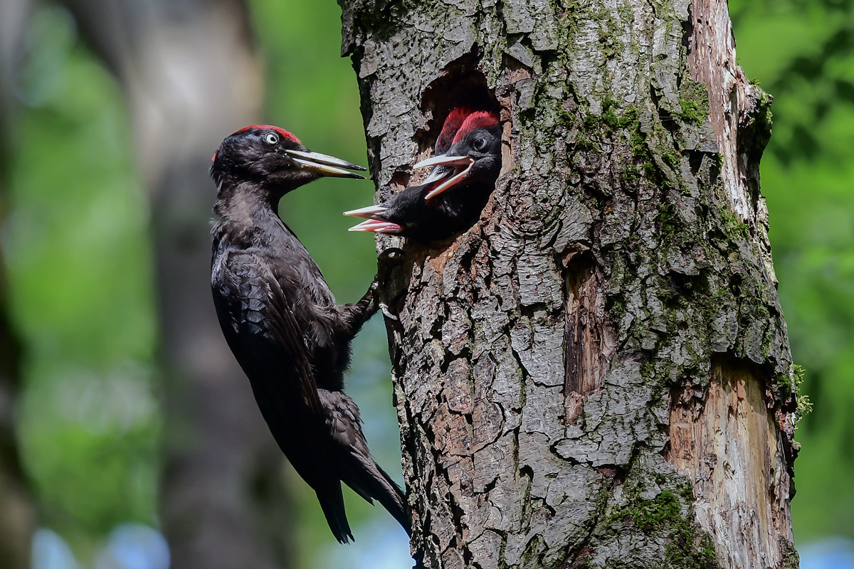Picchio nero e Piccoli