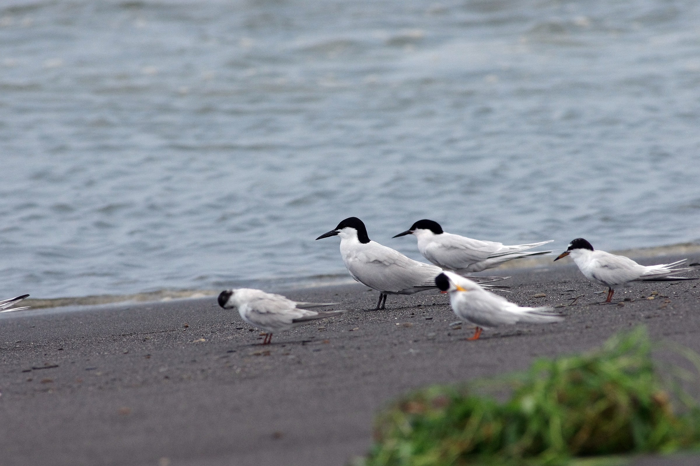Common Tern