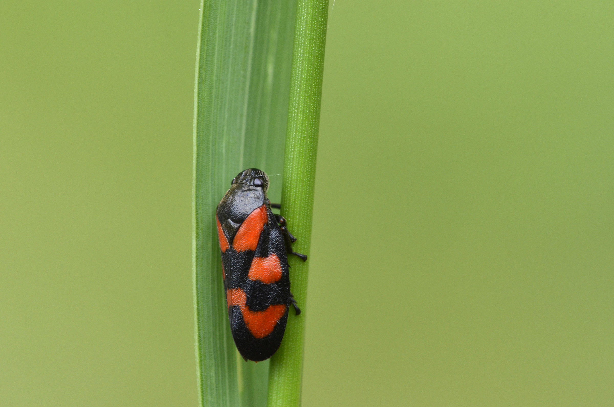 cercopis vulnerata