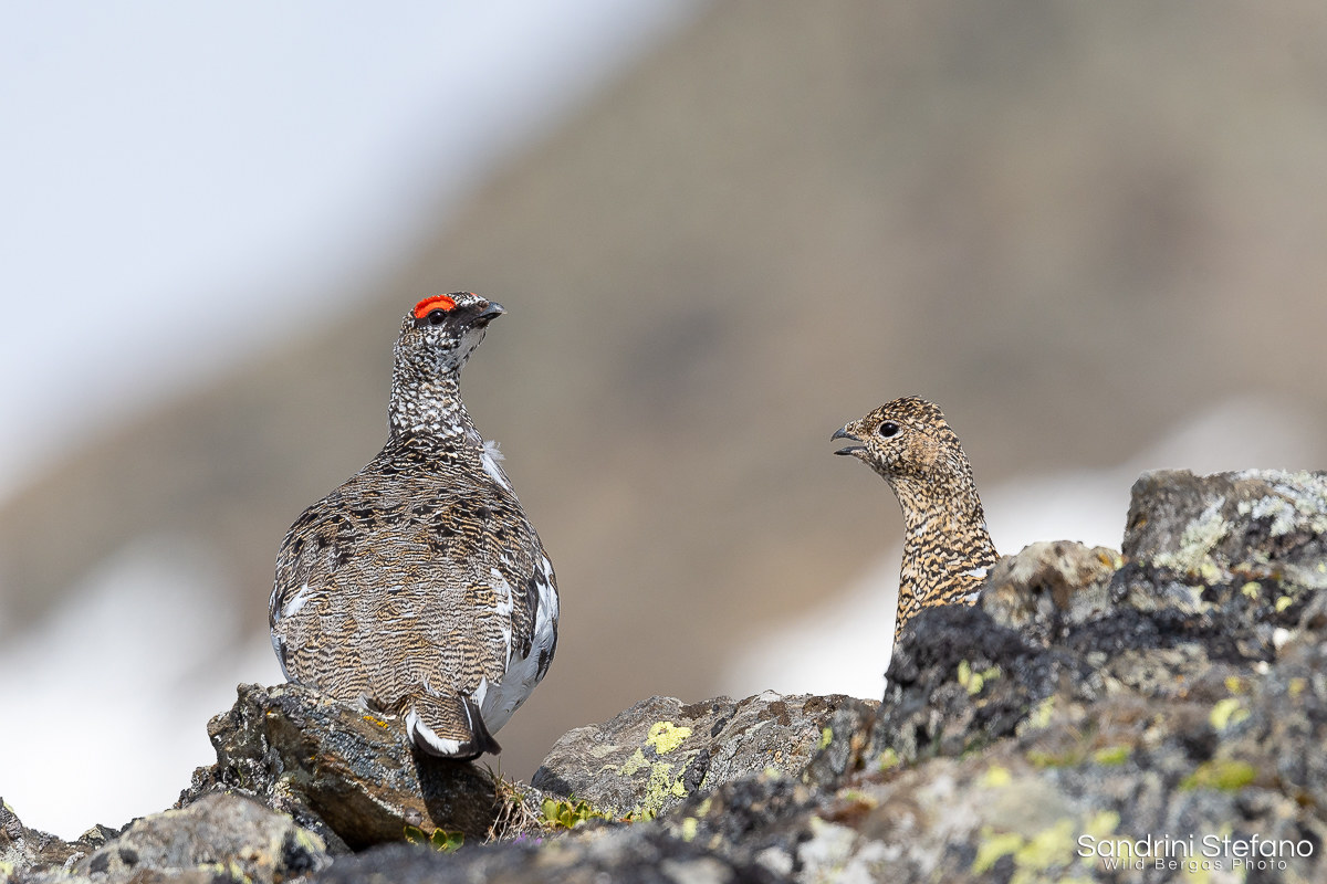 Signs of understanding