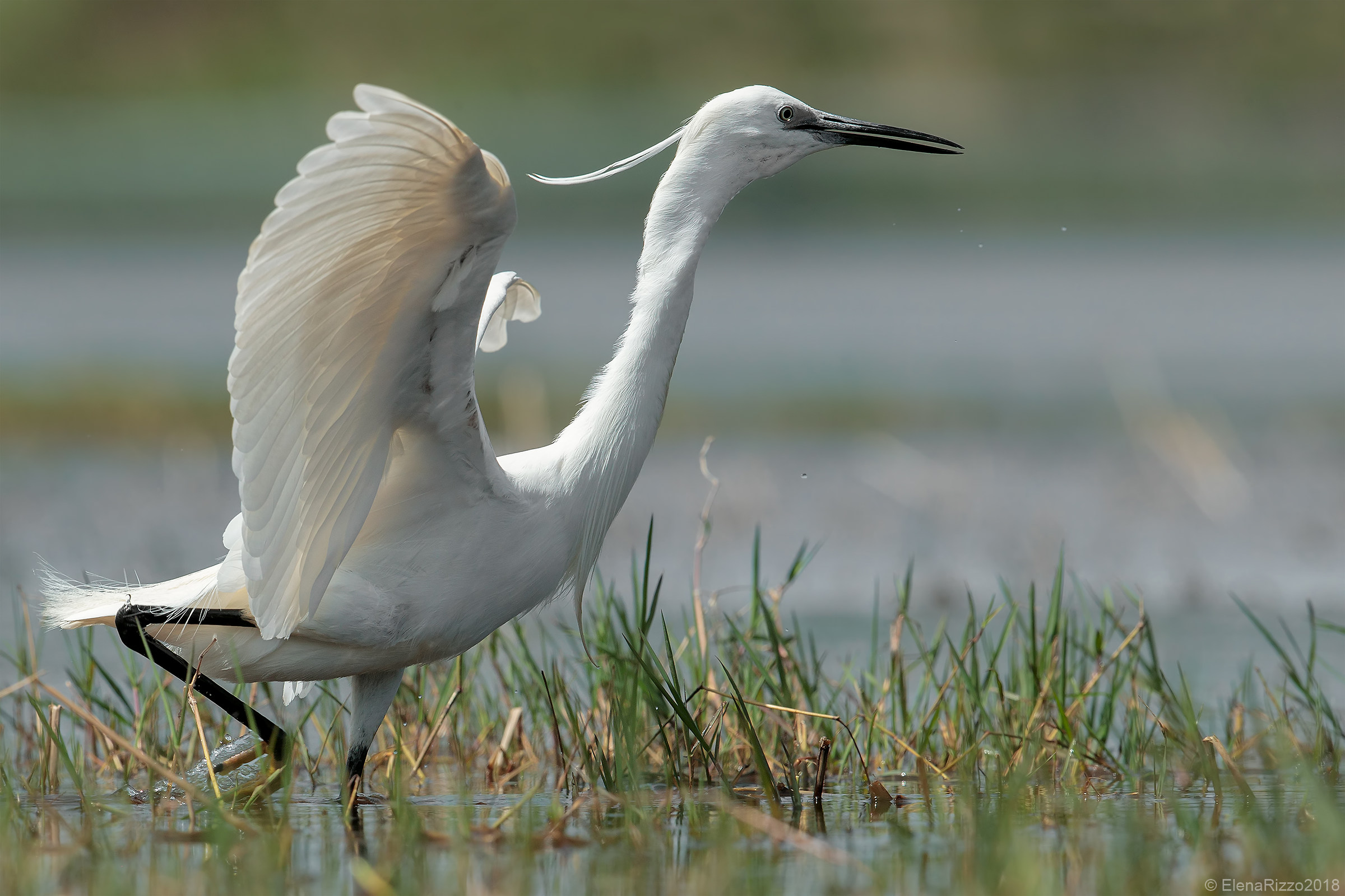 Egret