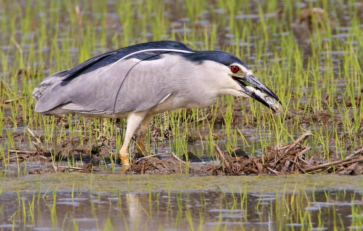 Night with Frog at sight