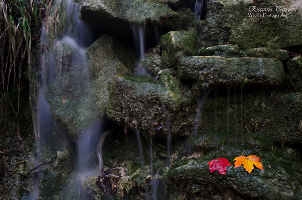 piccoli angoli del sottobosco...
