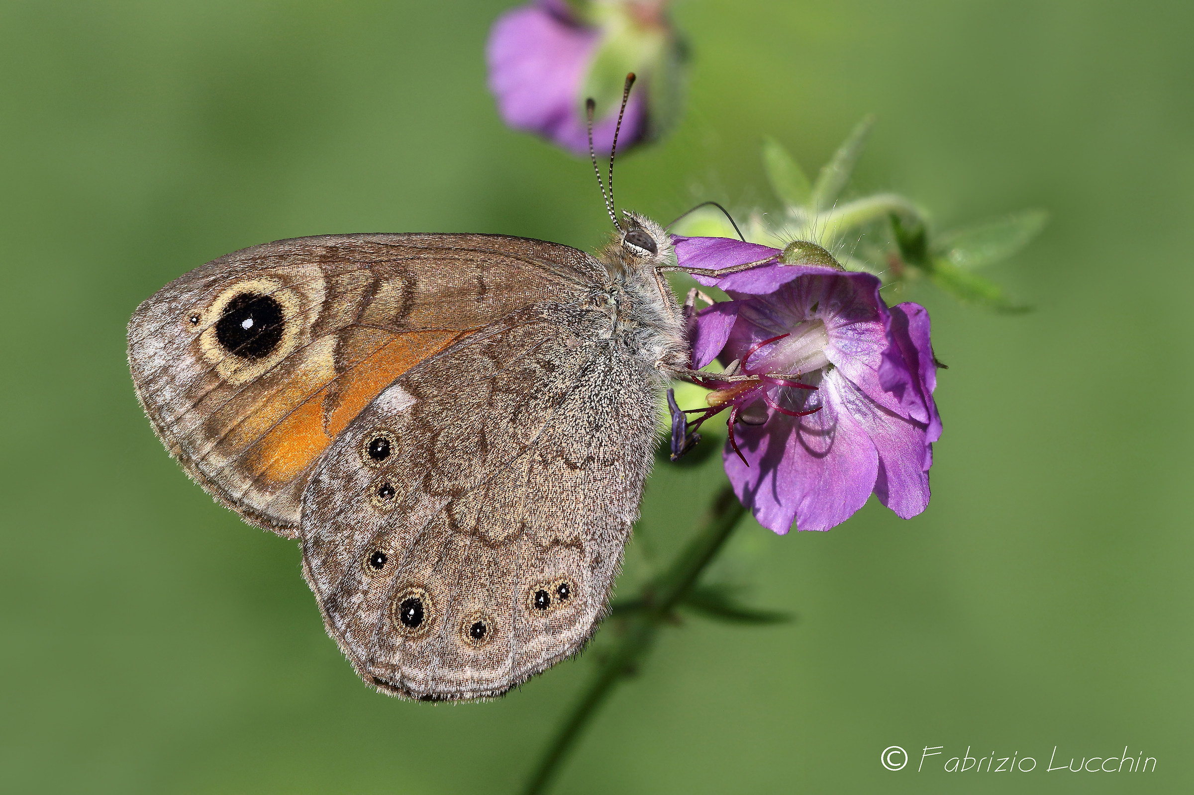 Lasiommata petropolitana