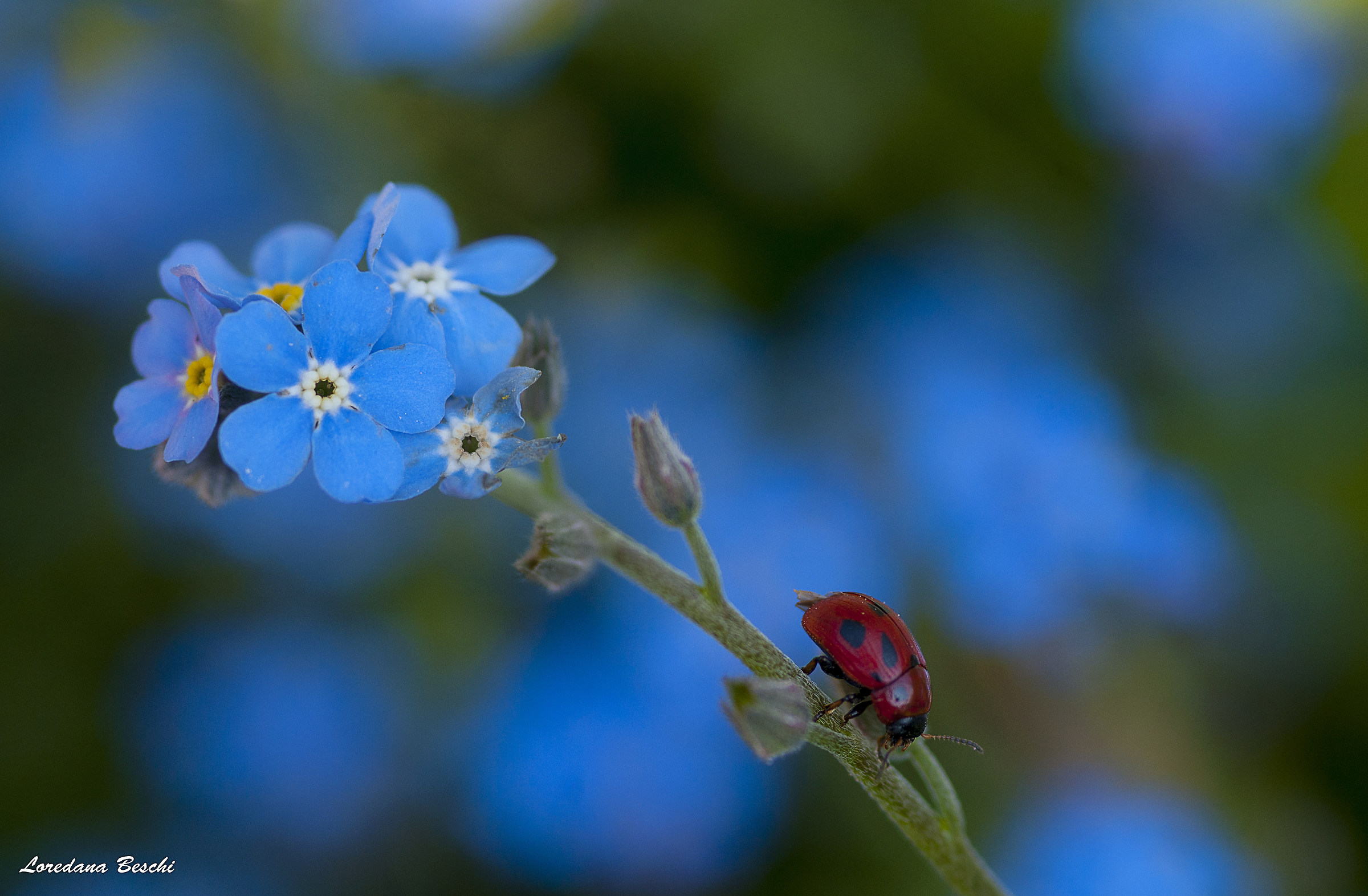 ladybird and dont forget me