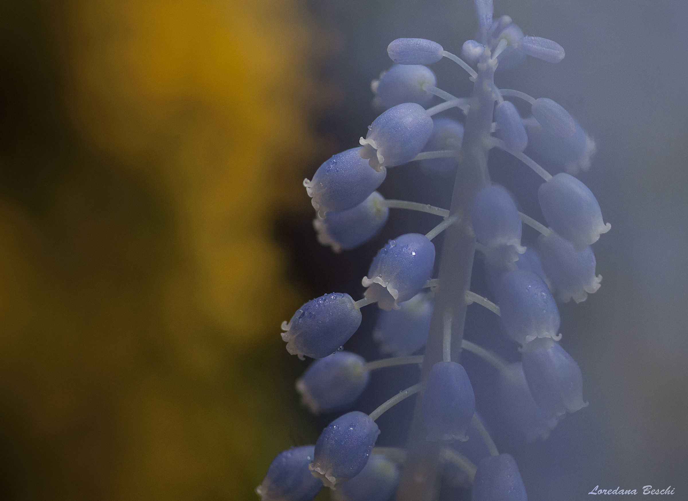 muscari