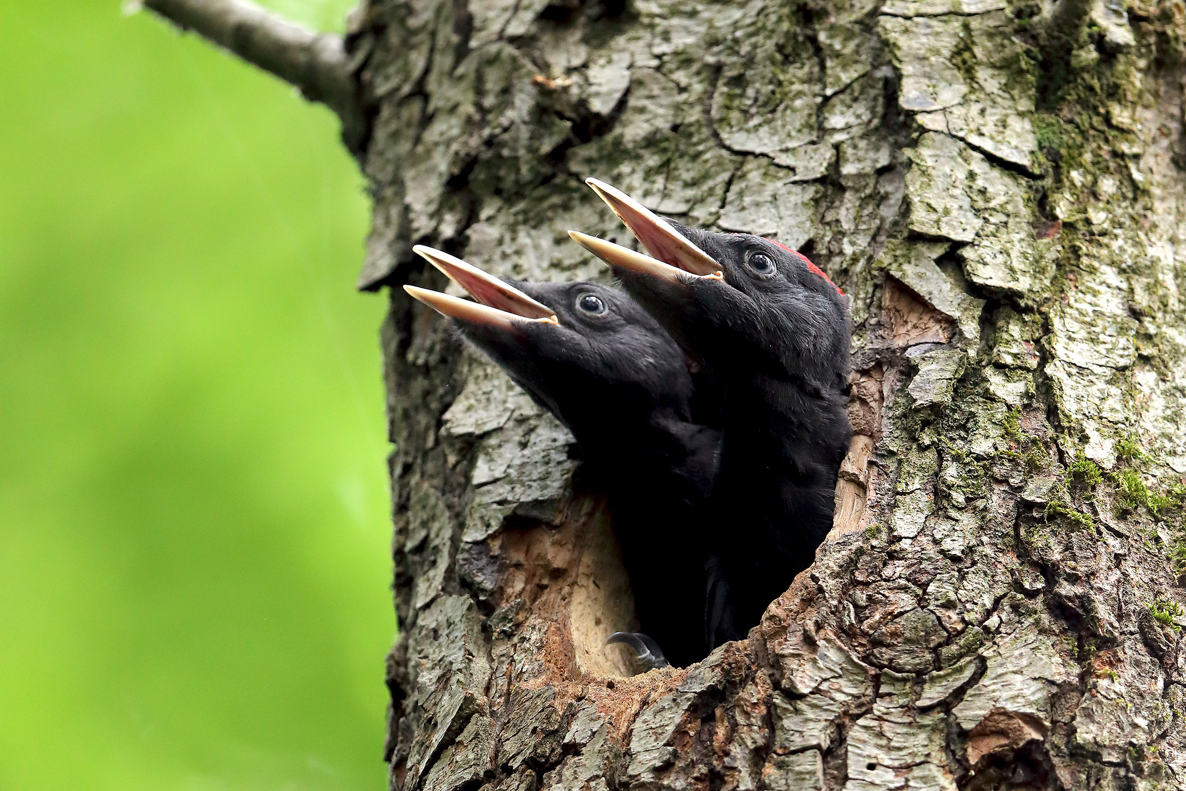 Piccoli neri crescono