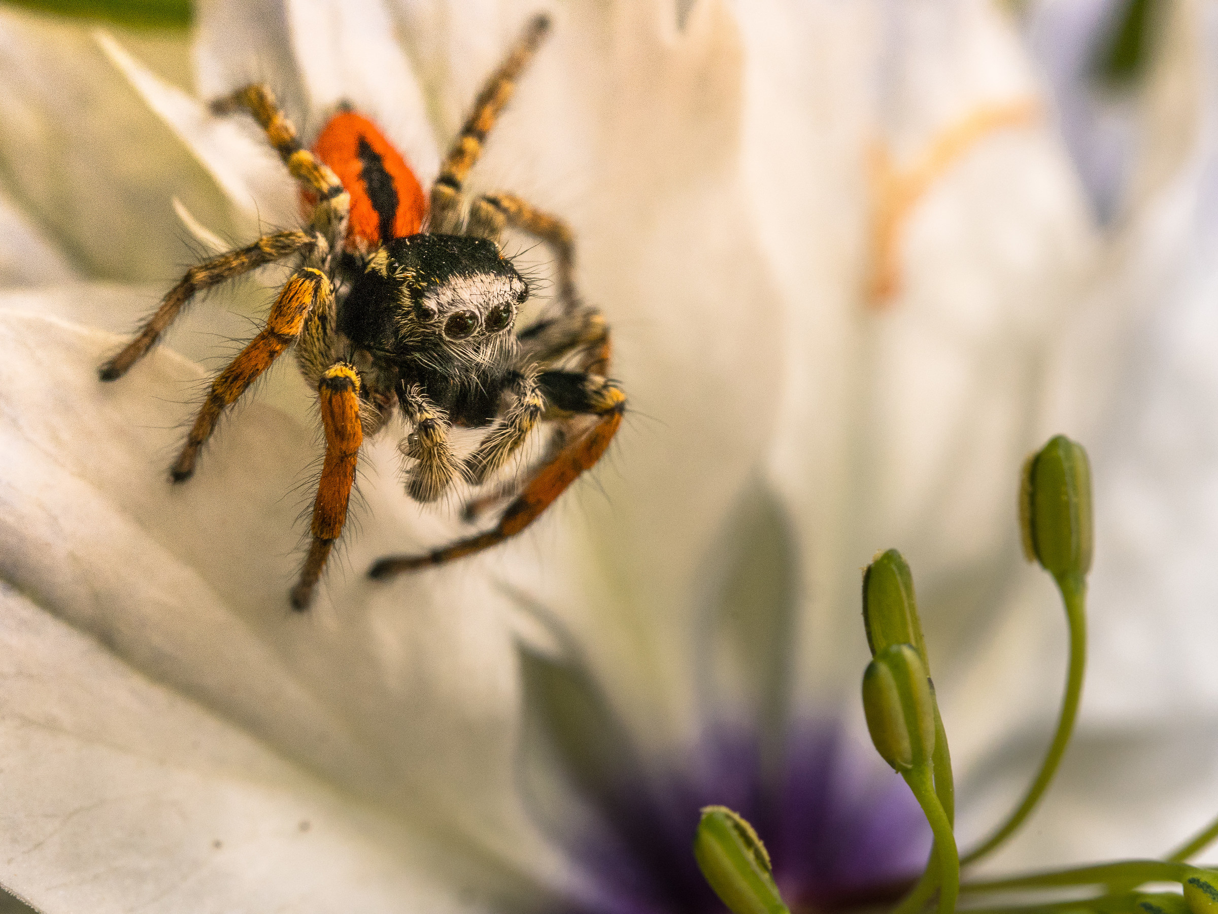 Jumping spider
