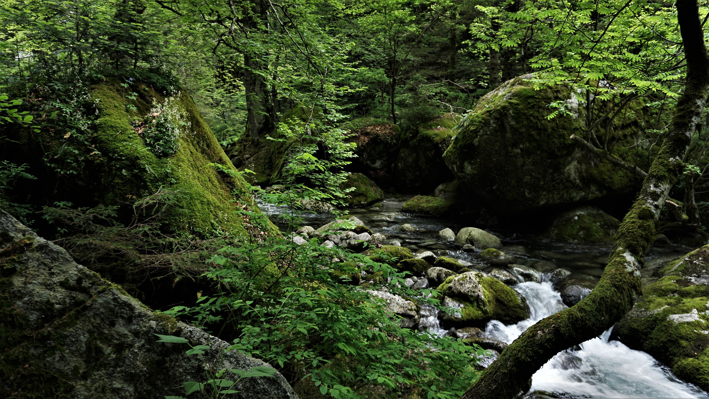 Sottobosco Valle dei Bagni