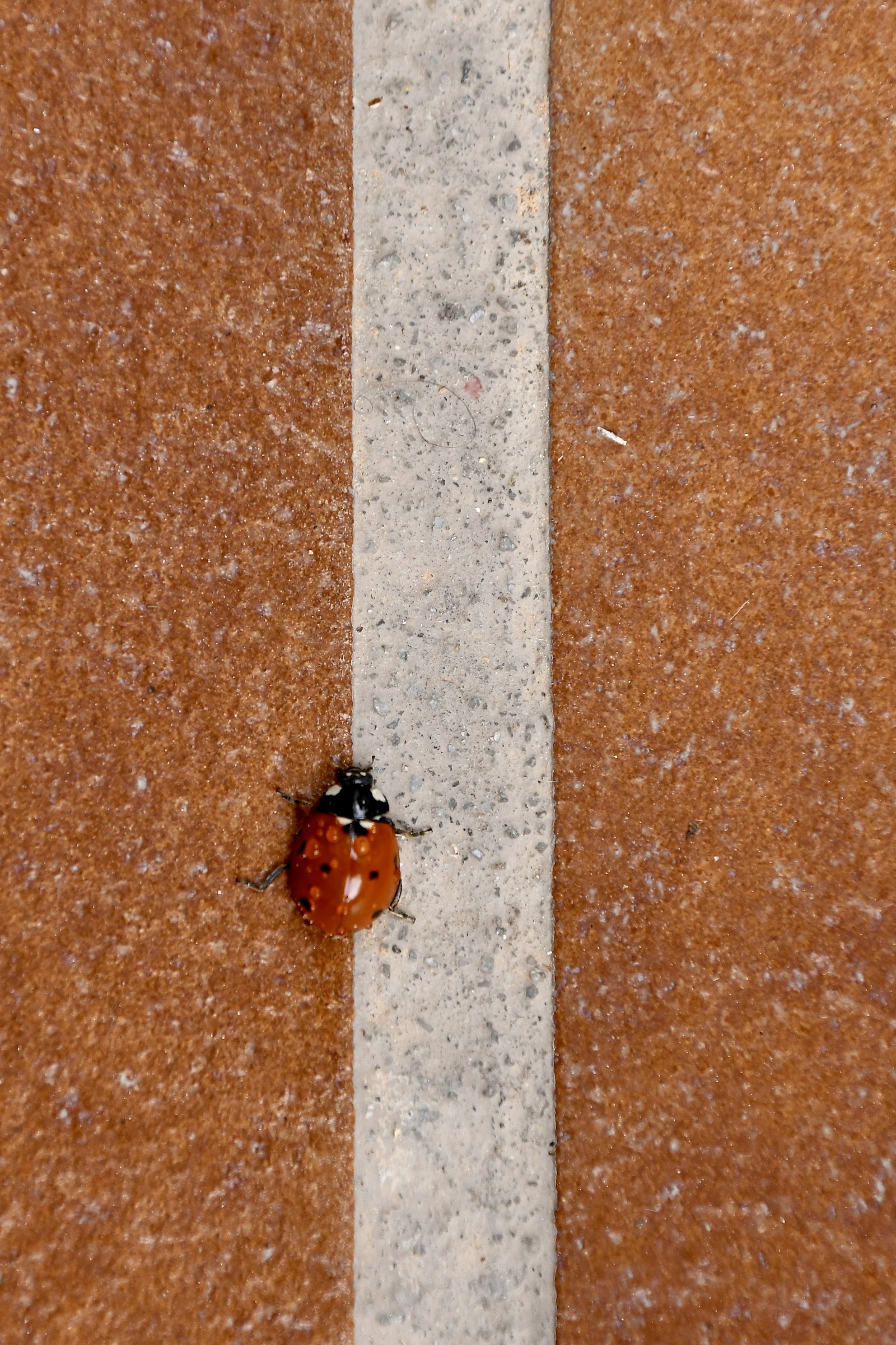 Treading The Fine Line