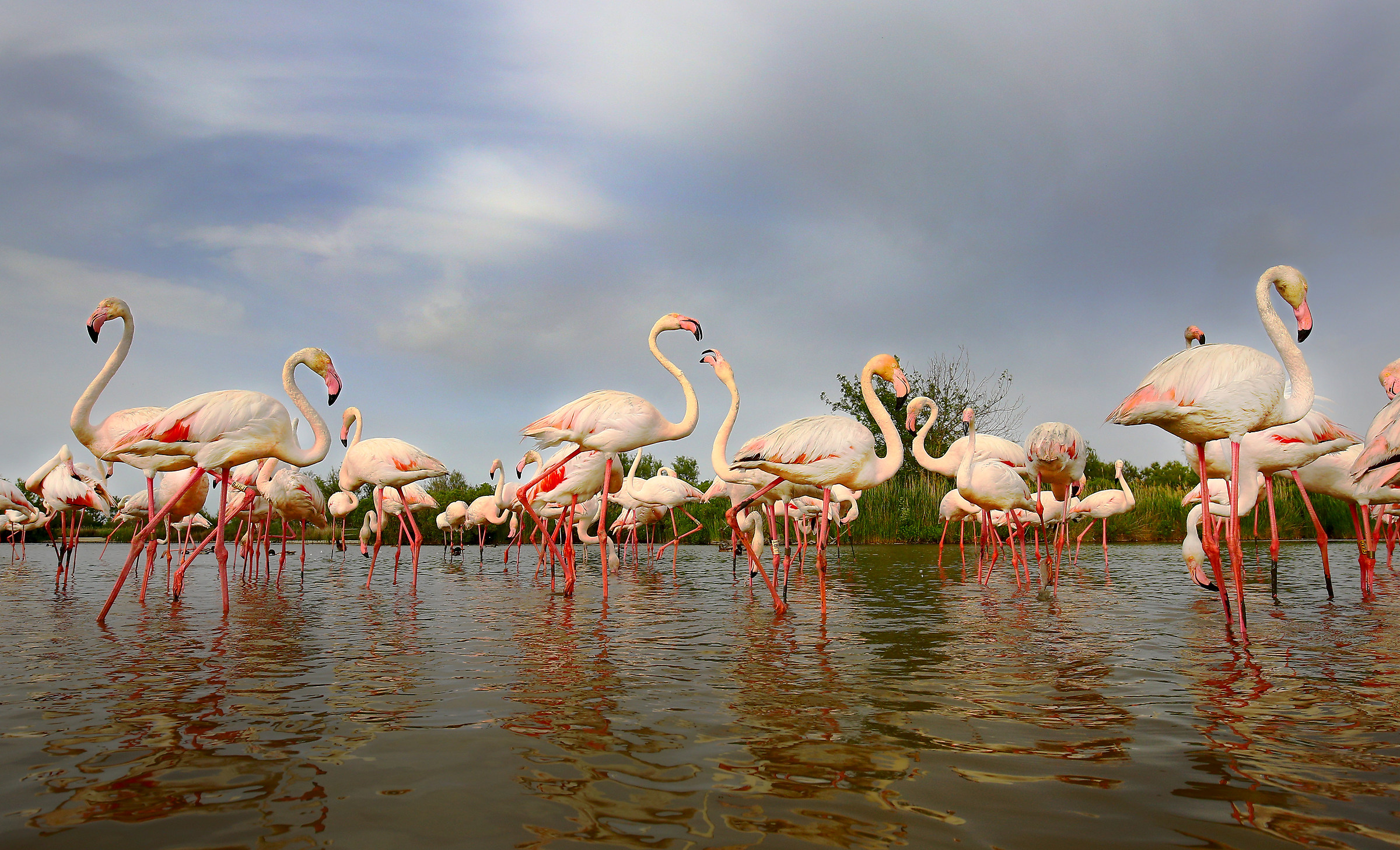 Flamingos 3