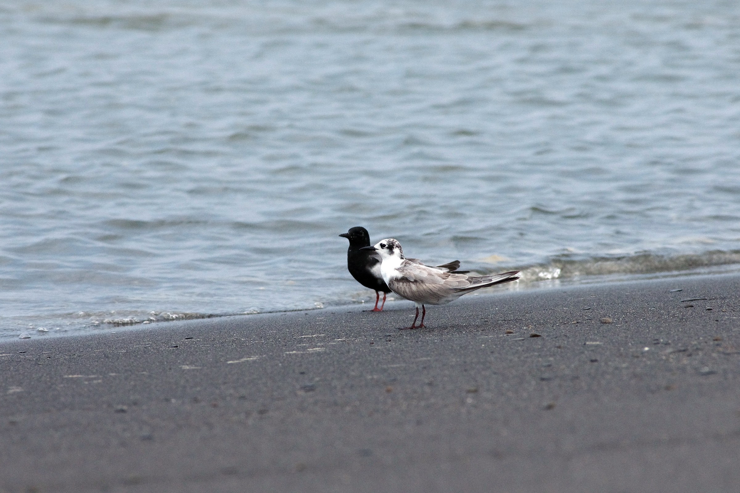 White-winged Tern