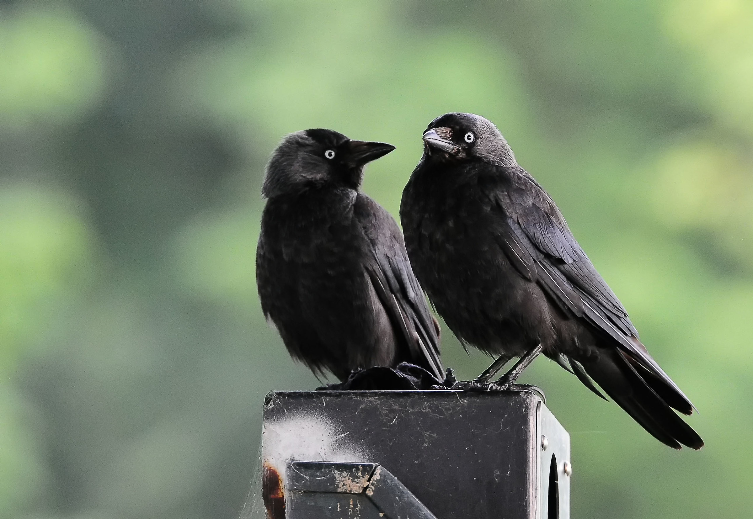 Coppie dell'uccello di Taccola