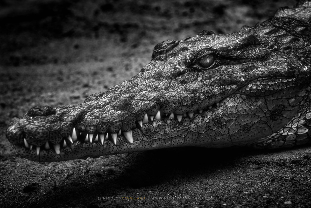 Crocodile grin
