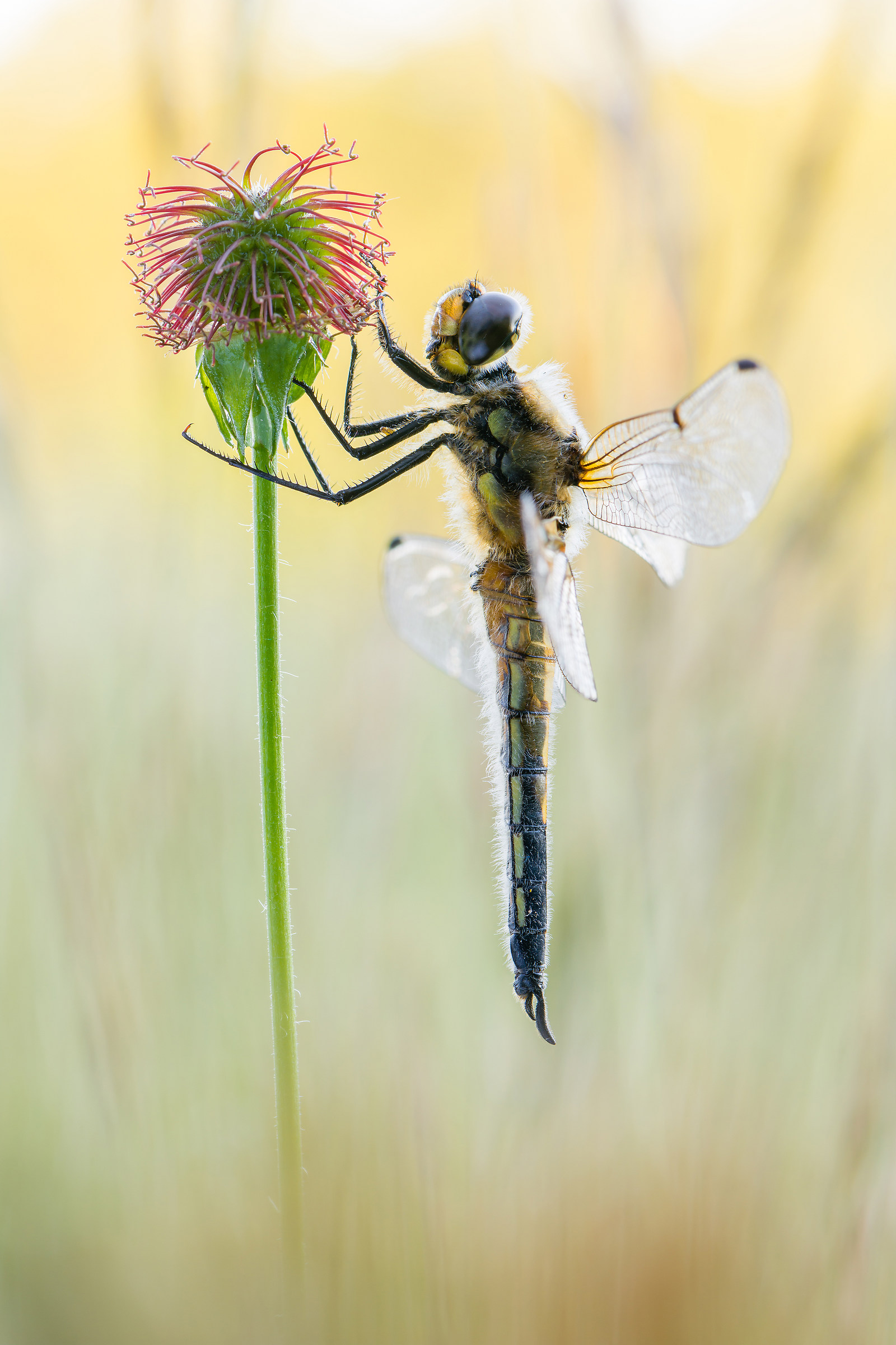 Libellula quadrimaculata
