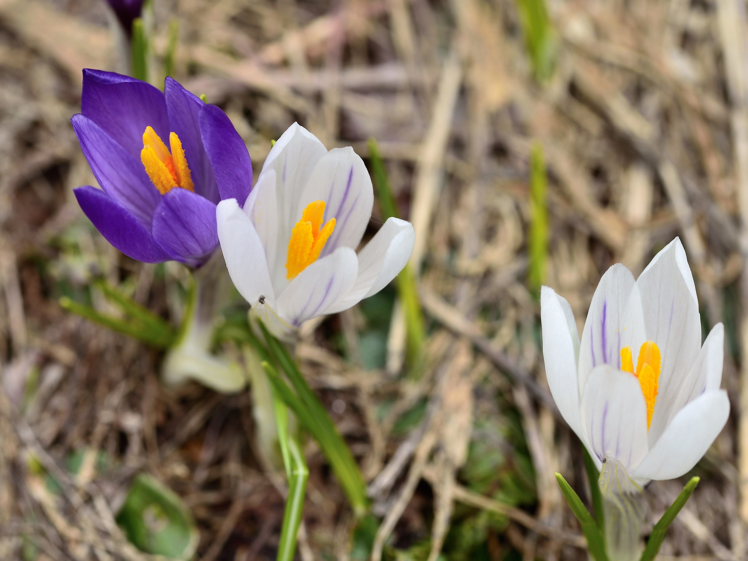 Crocus