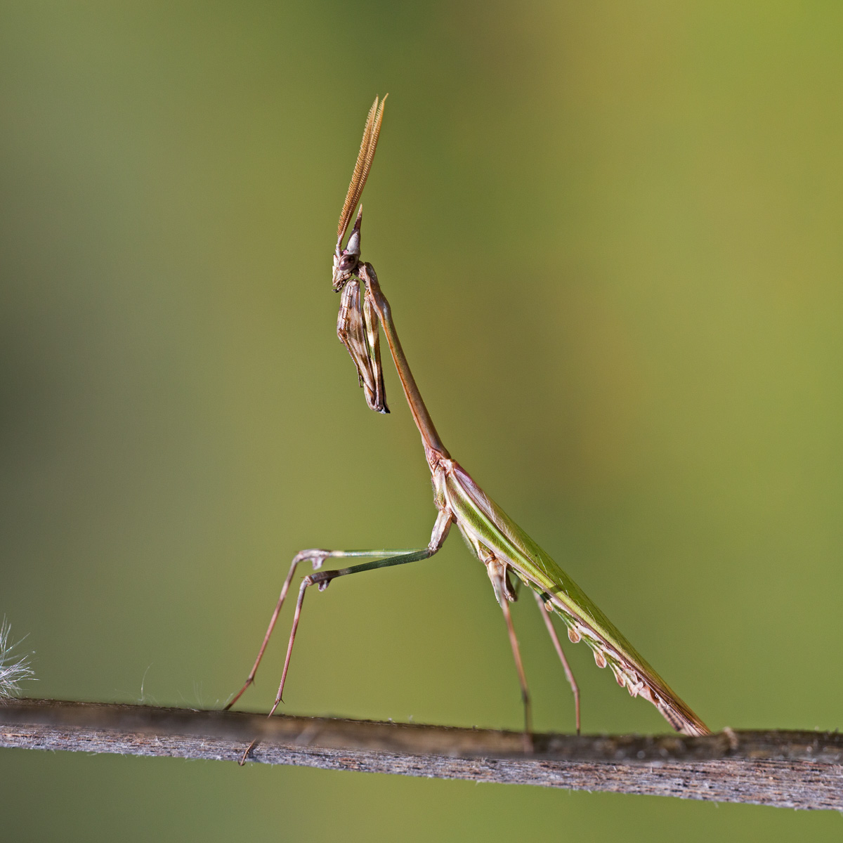 Empusa-Male picking