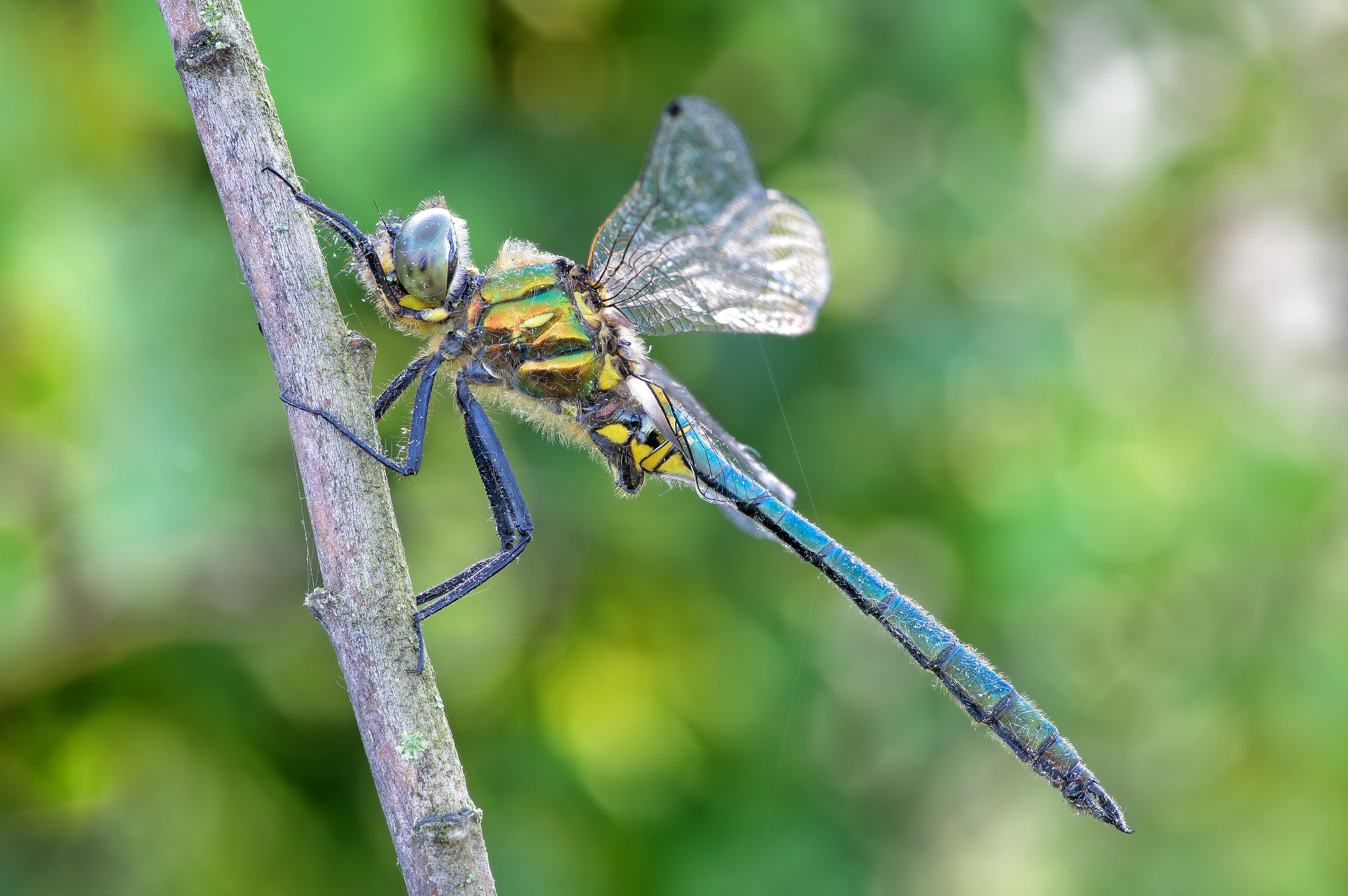Somatochlora meridionalis maschio (Nielsen, 1935)