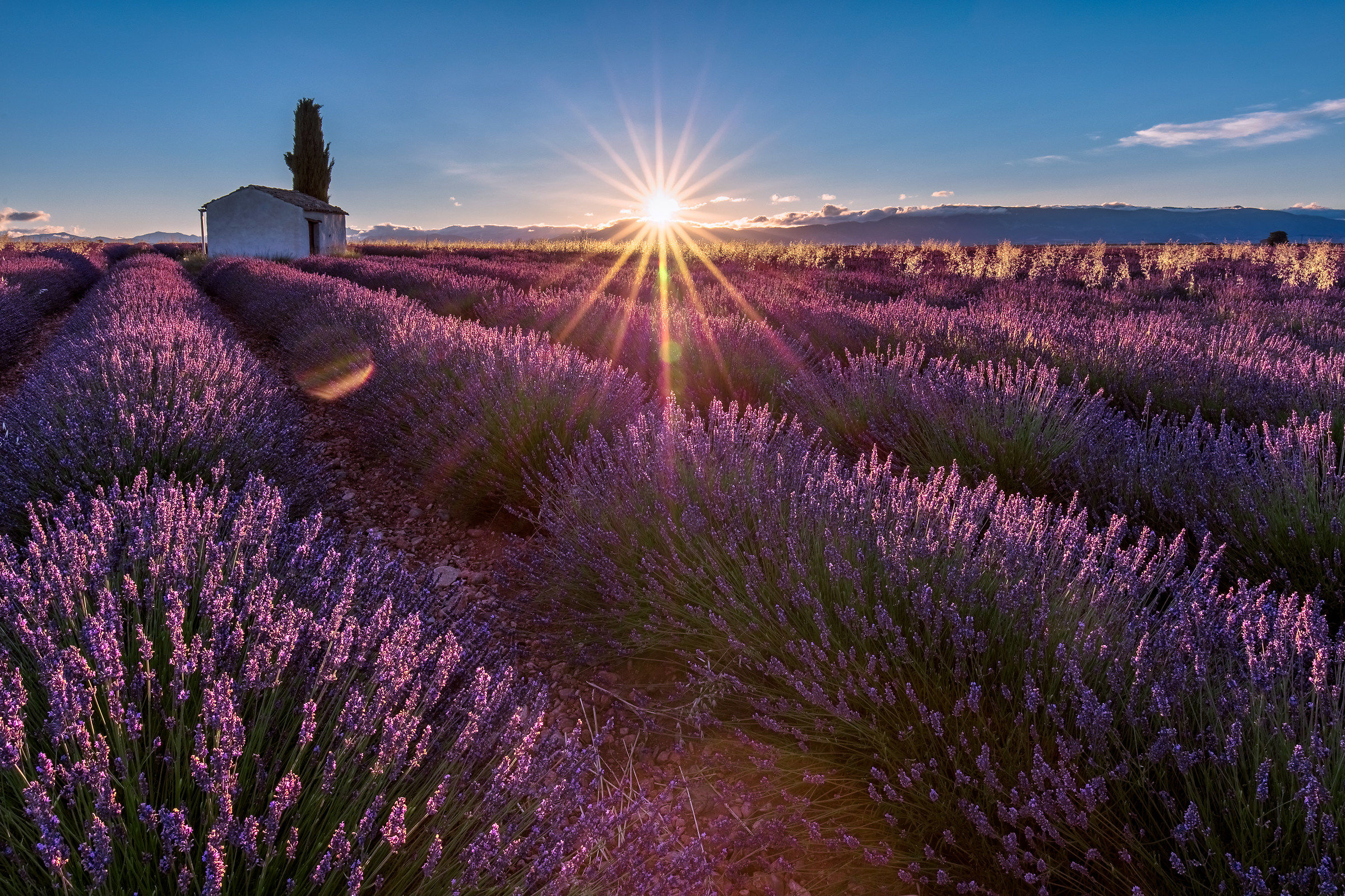 Lavanda e Provenza