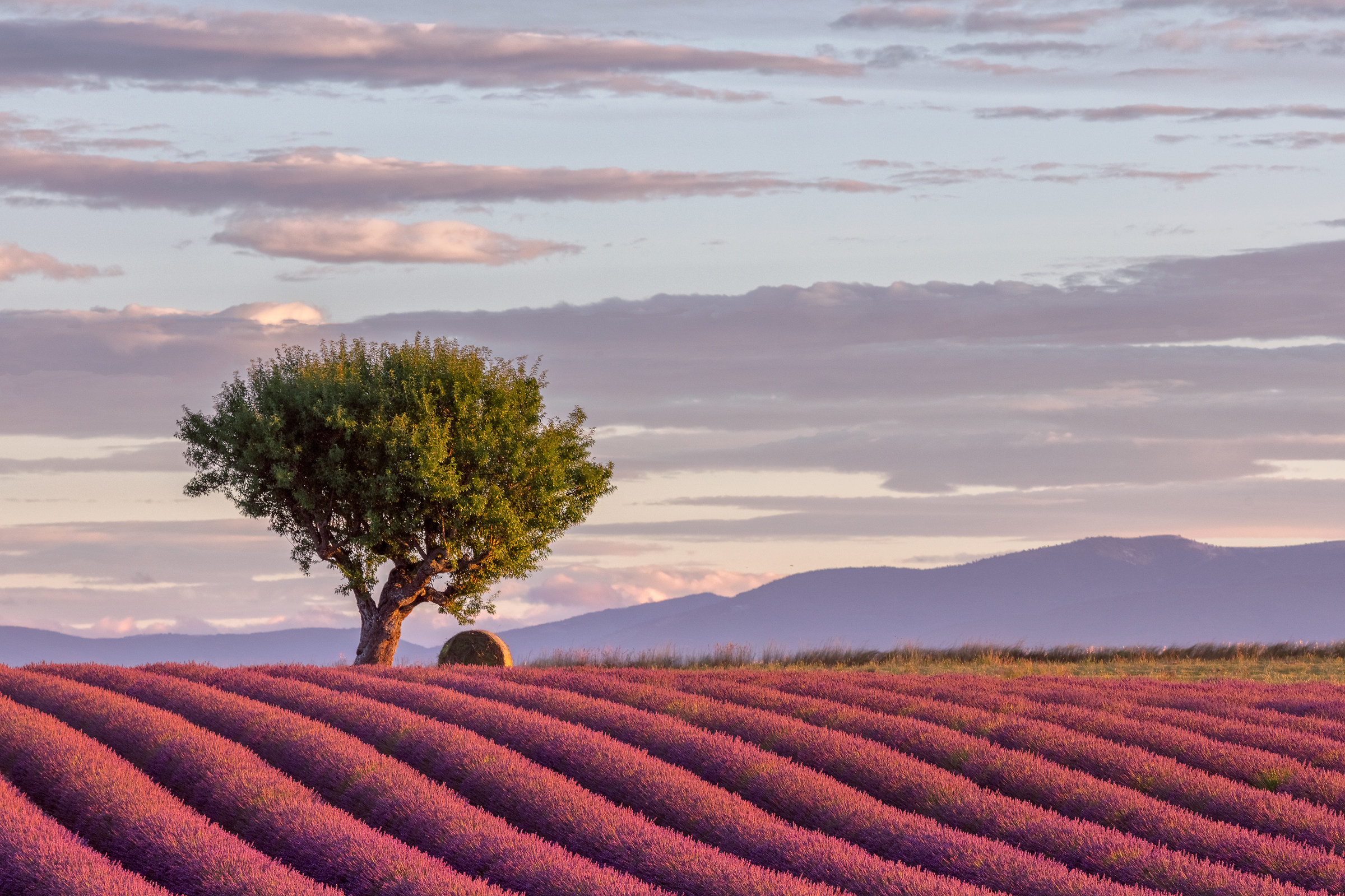 Lavanda e Provenza
