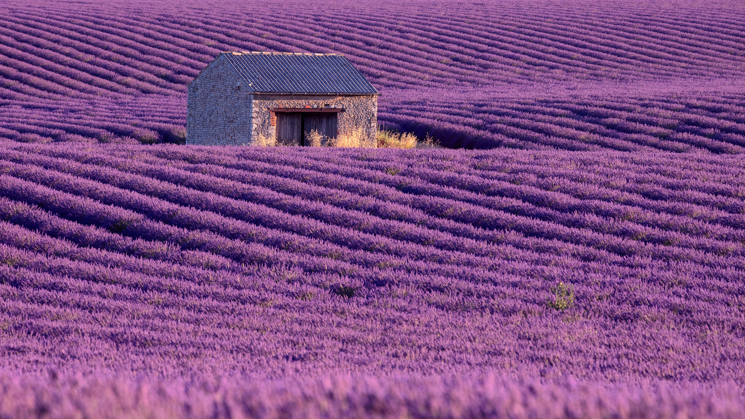 Lavanda e Provenza