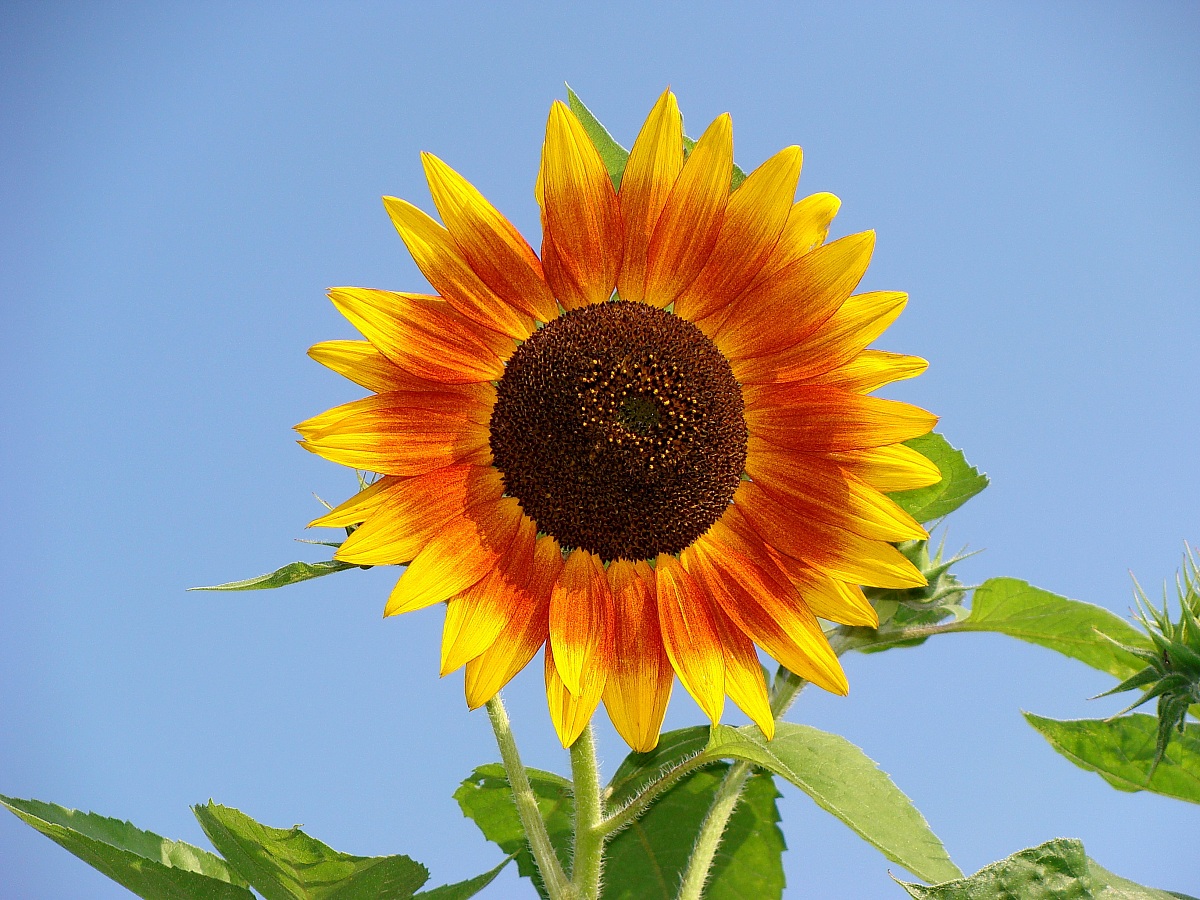 Il sole a mezzogiorno