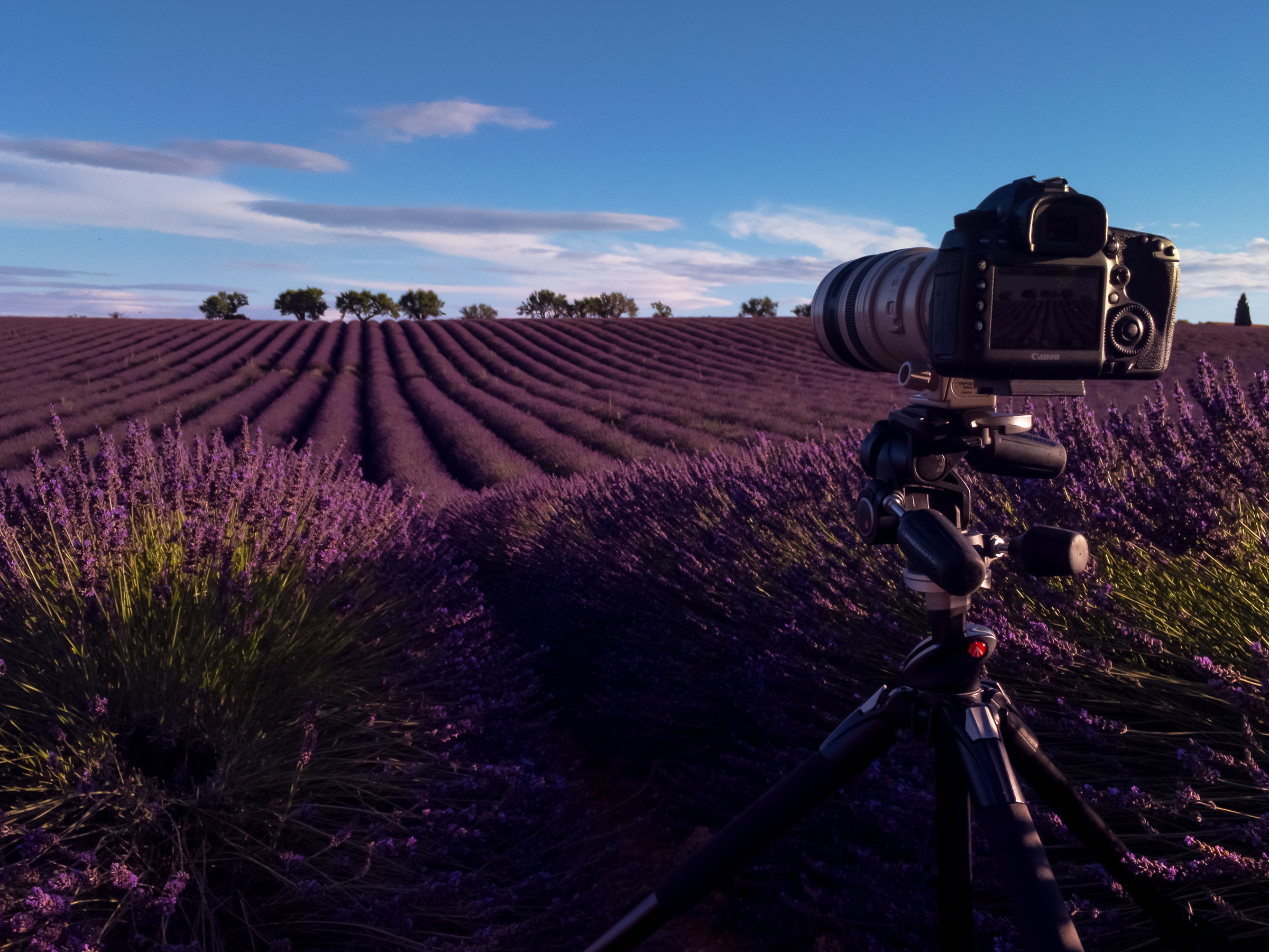 Lavanda e Provenza