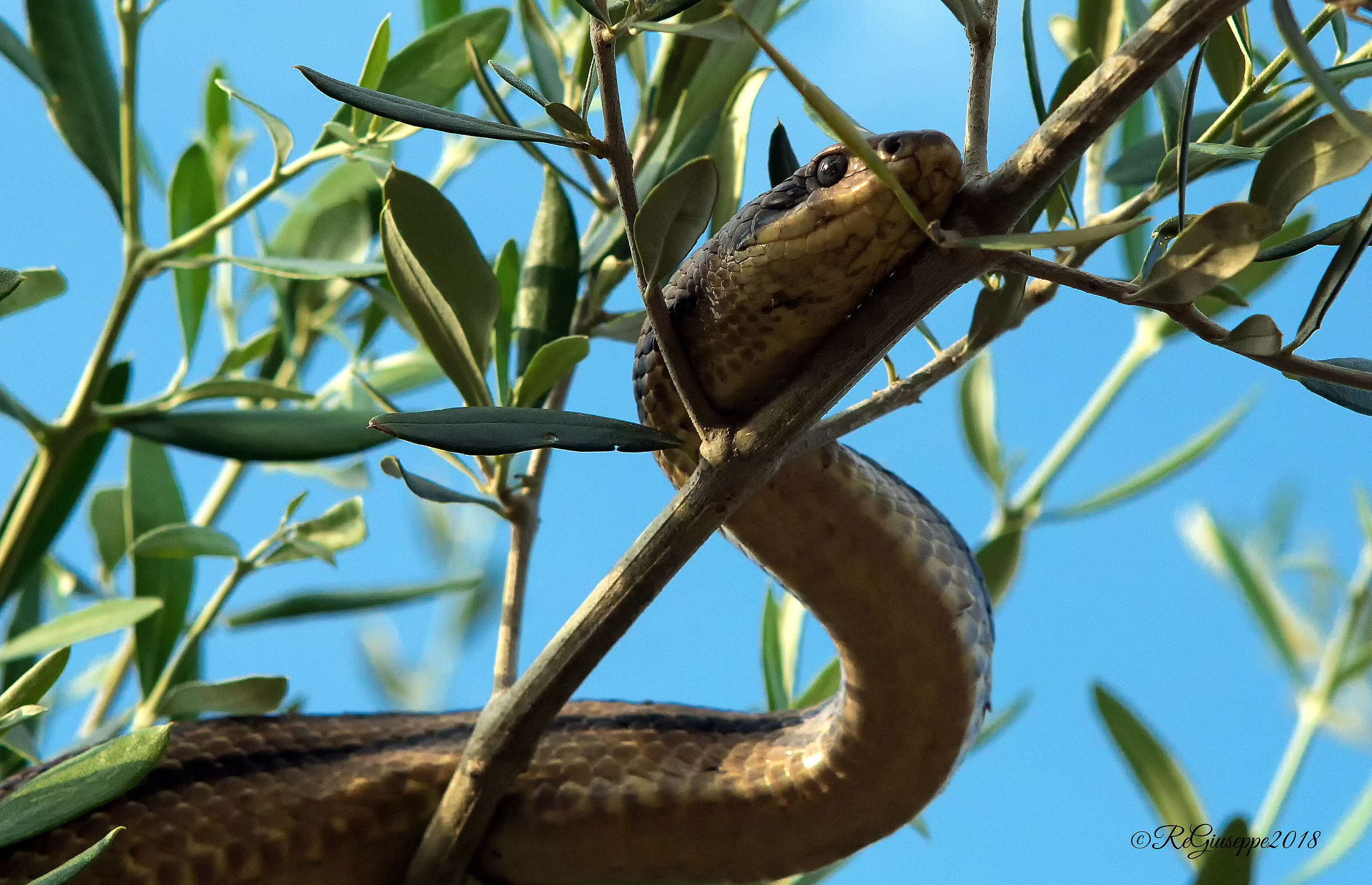 Deer in the shade of olive tree