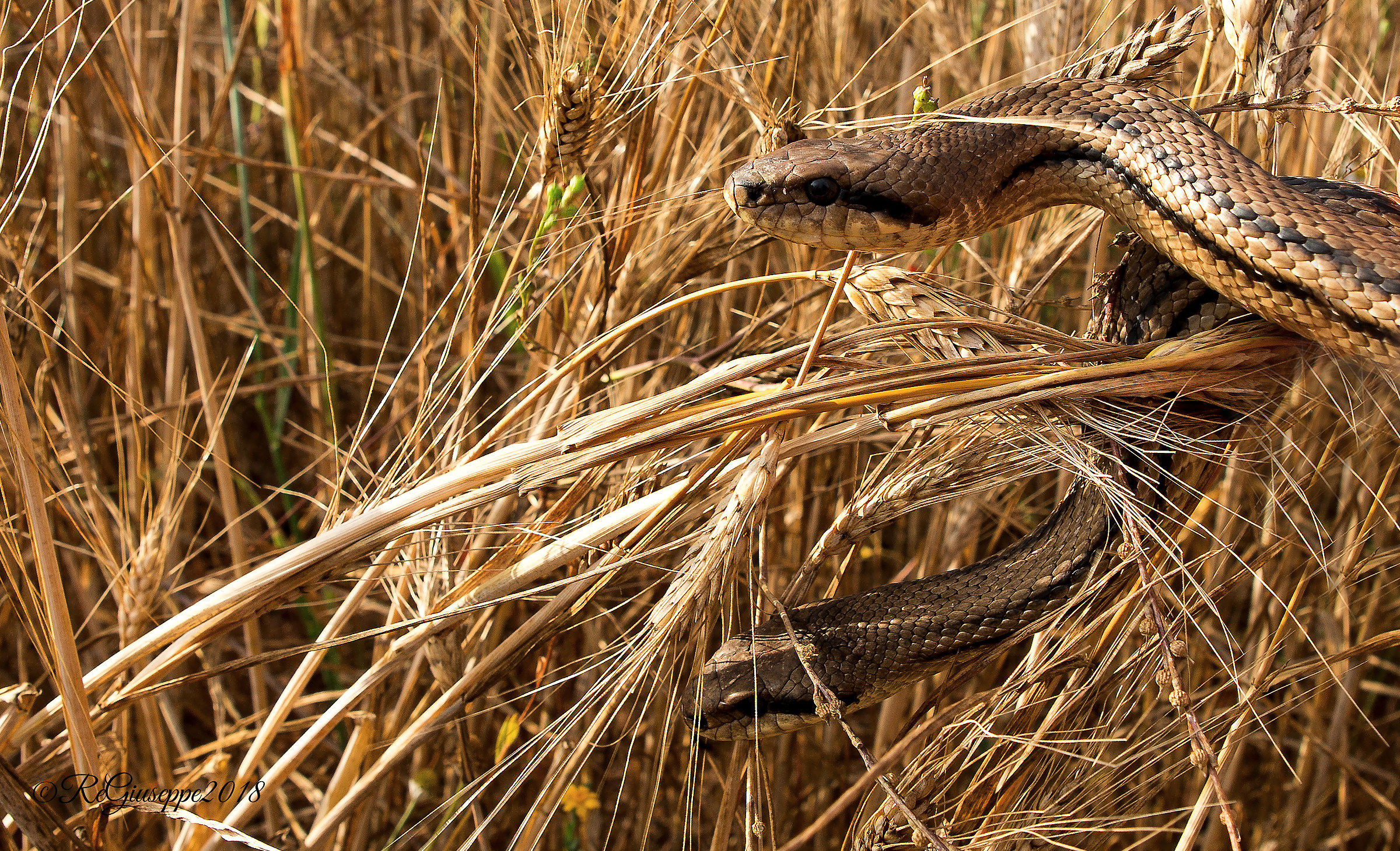 Between the grain two deer