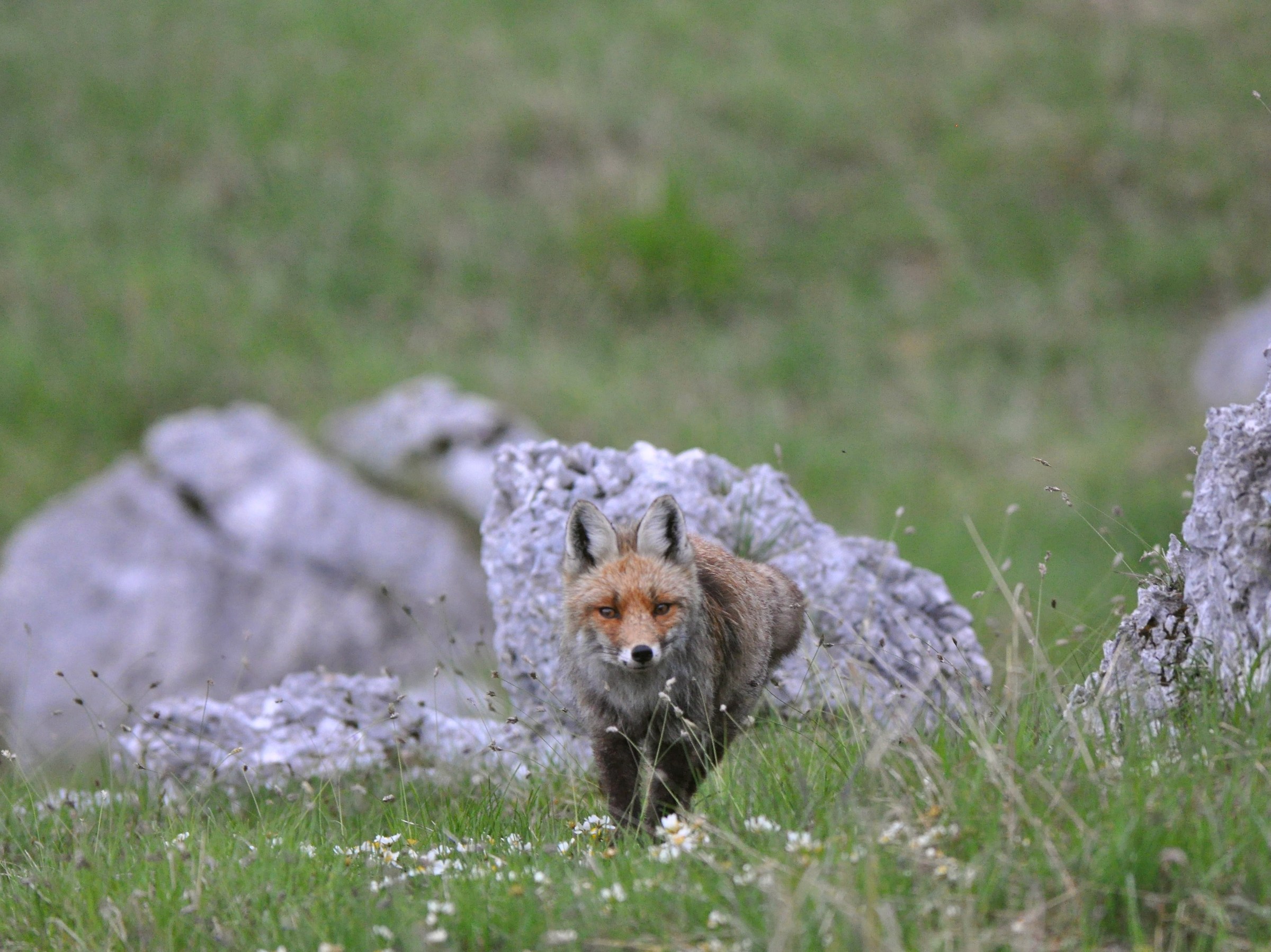 Fox at Piancavallo