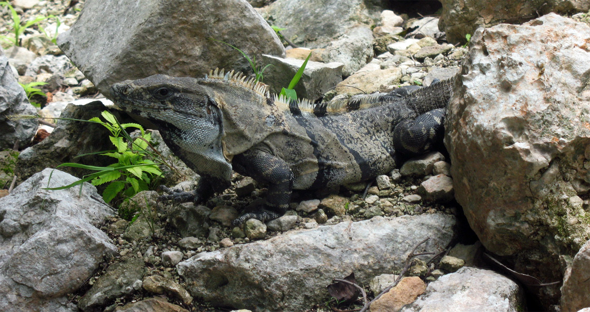 ti tengo d'occhio  .... !!!