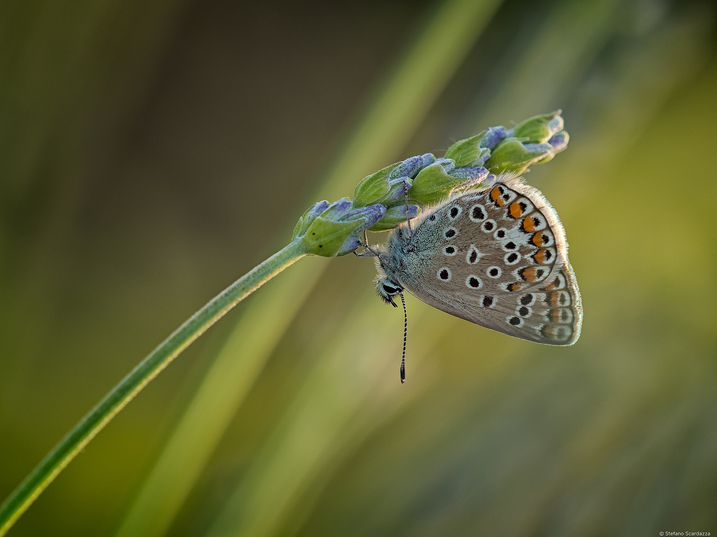 Bellargus at sunset...