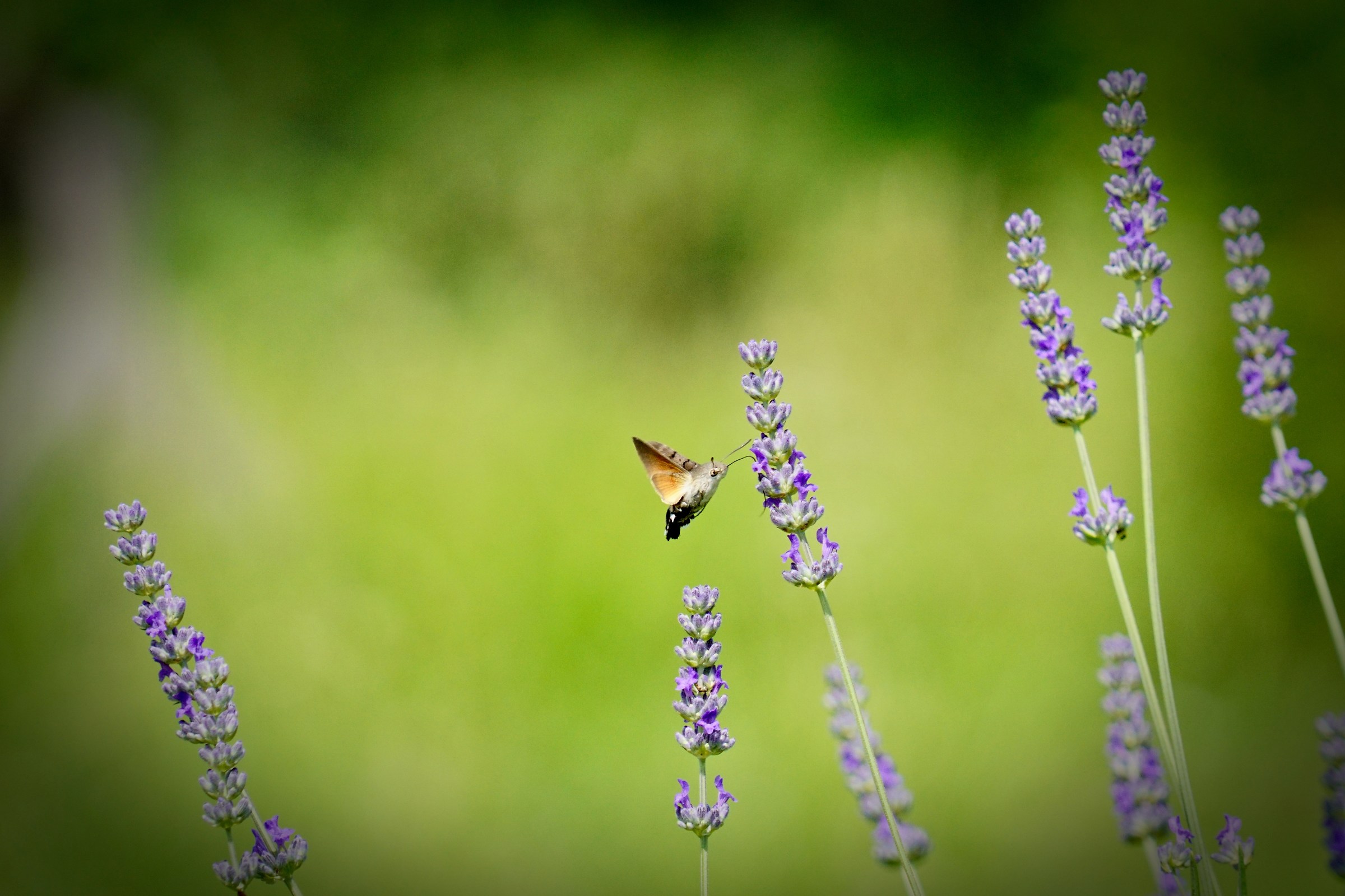 Sphinx Hummingbird