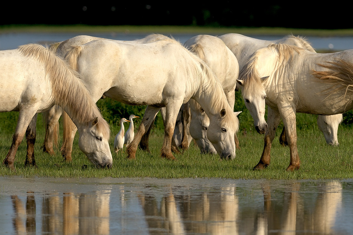 Camargue Horses and Egret herons