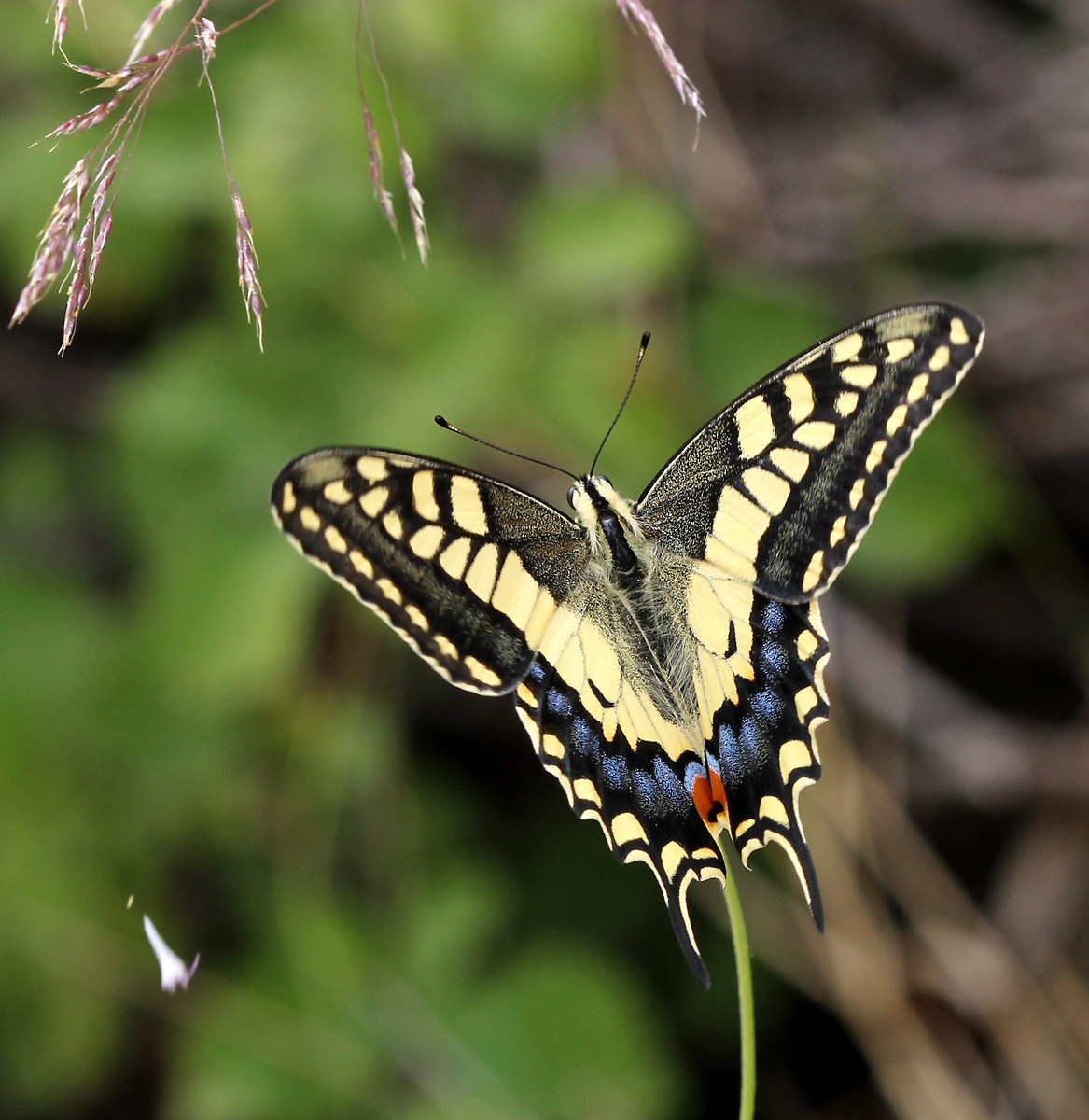 The beautiful swallowtail.