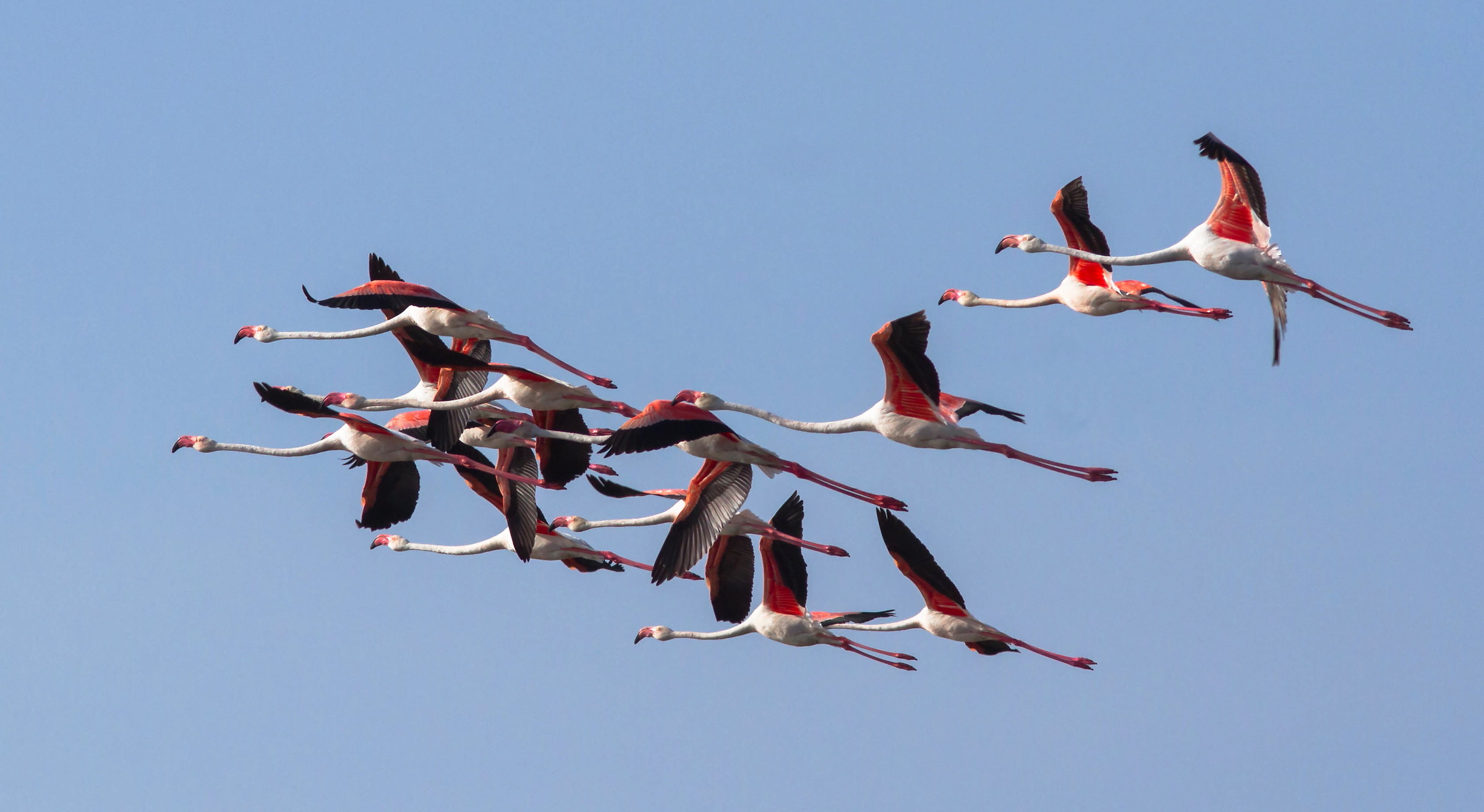 Flamingos on the fly